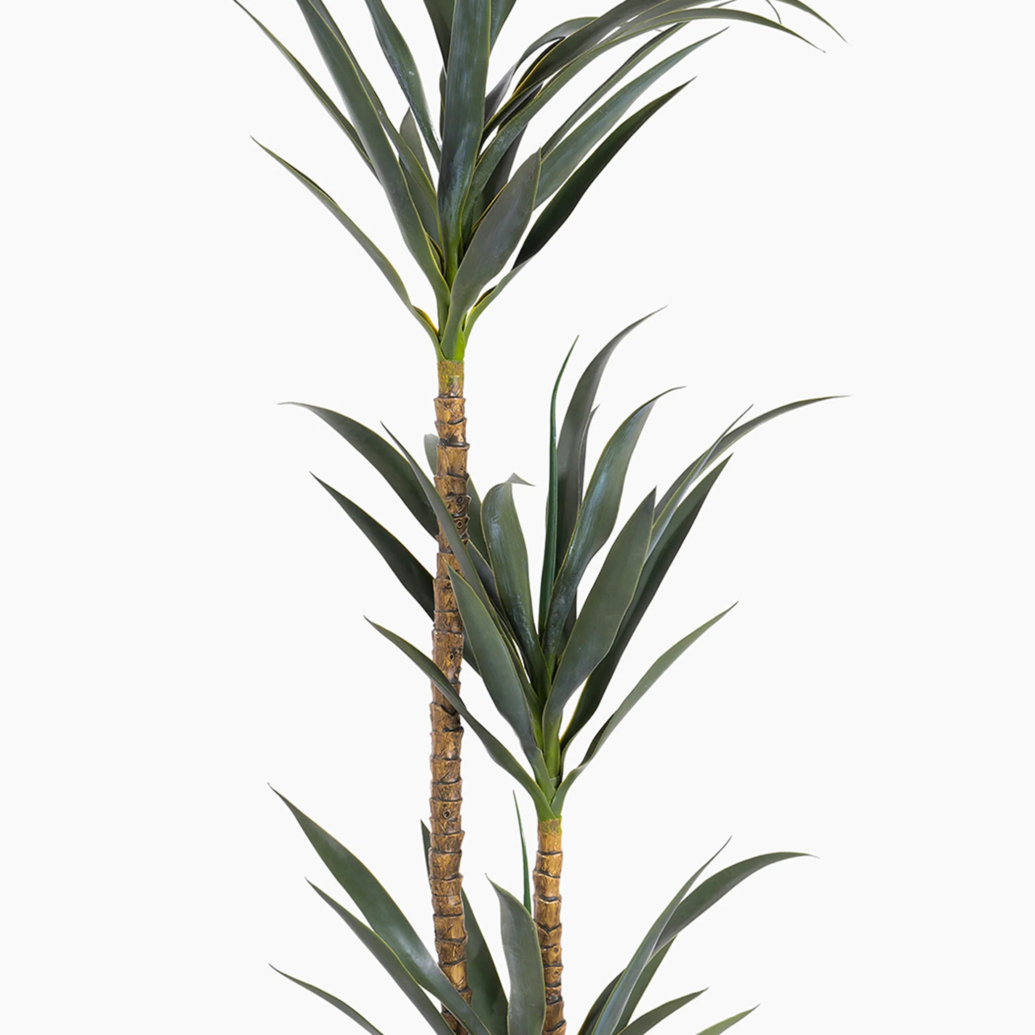 Agave tree - Image 5
