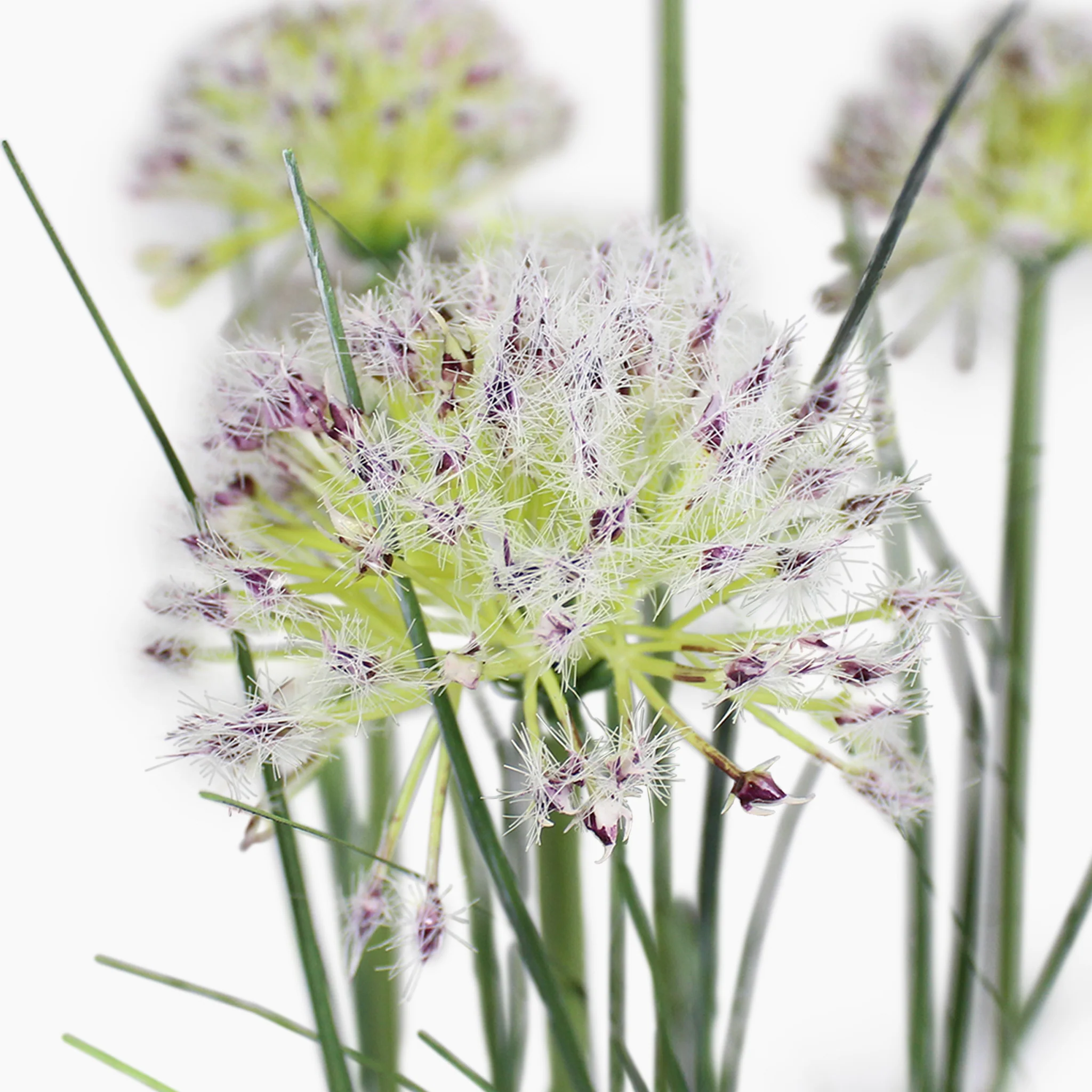 Allium grass - Image 4