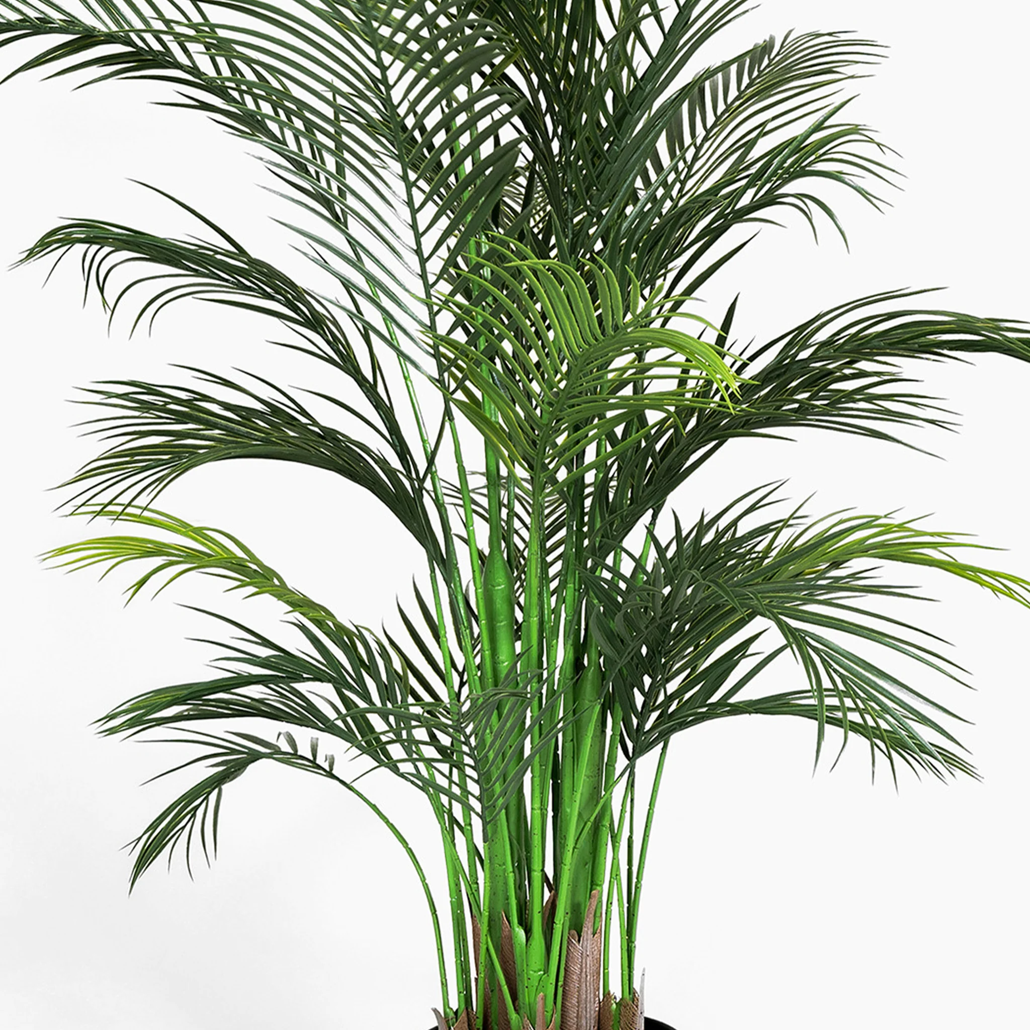 Areca palm - Image 9