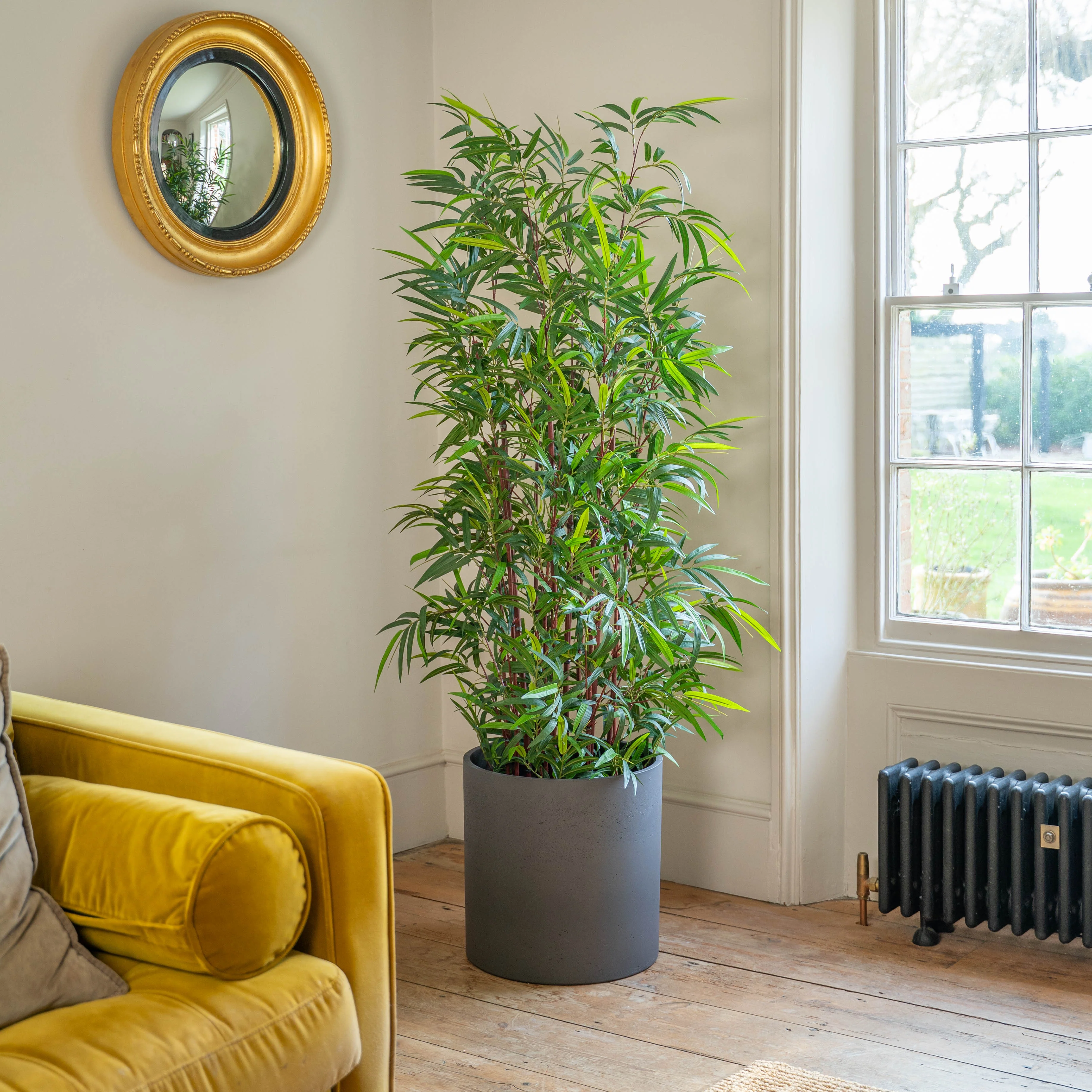 Asian wonder bamboo - Image 3