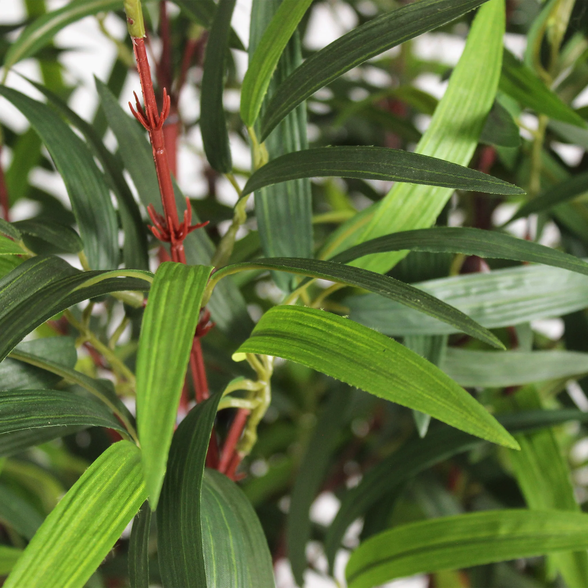 Asian wonder bamboo - Image 6