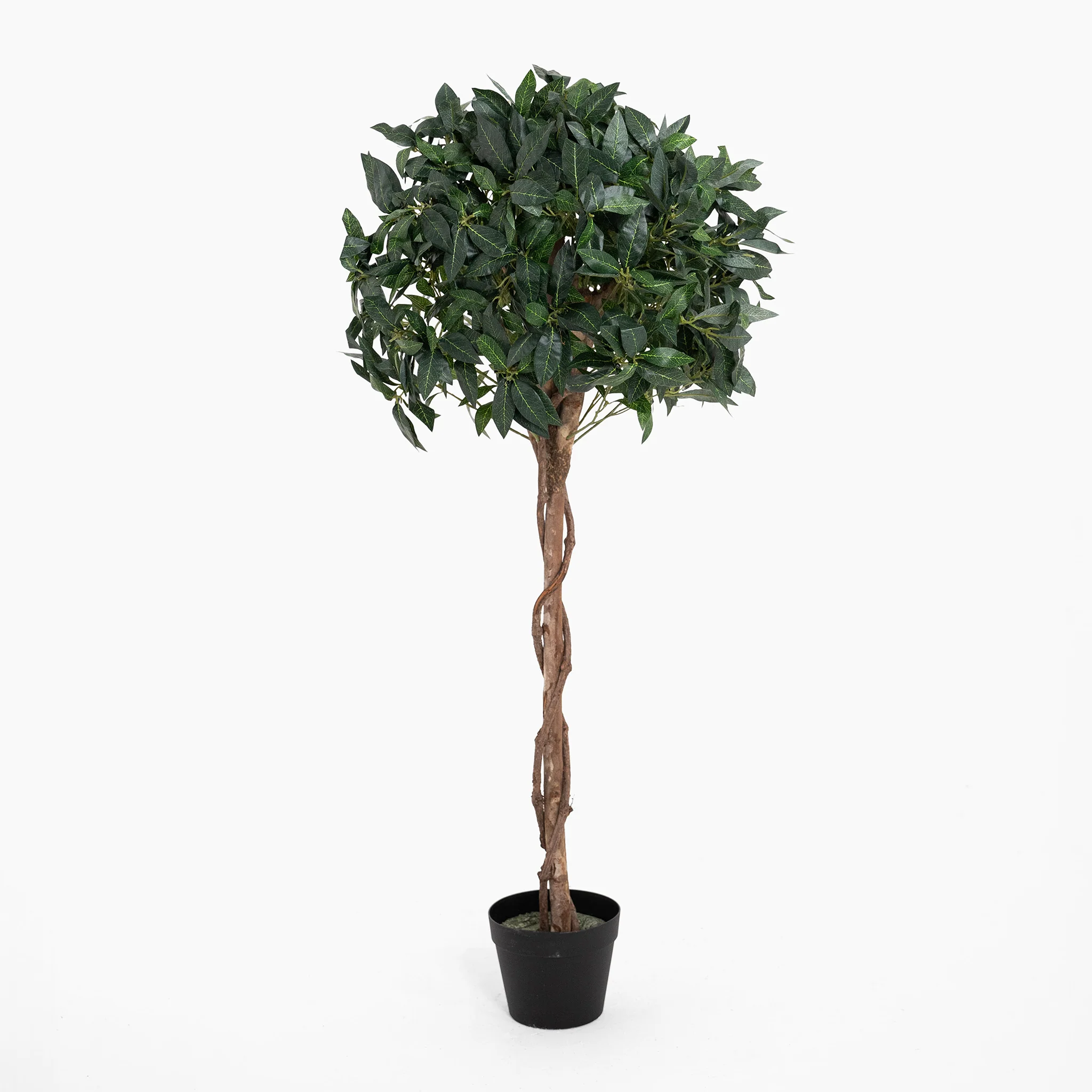 Bay laurel tree - Image 4
