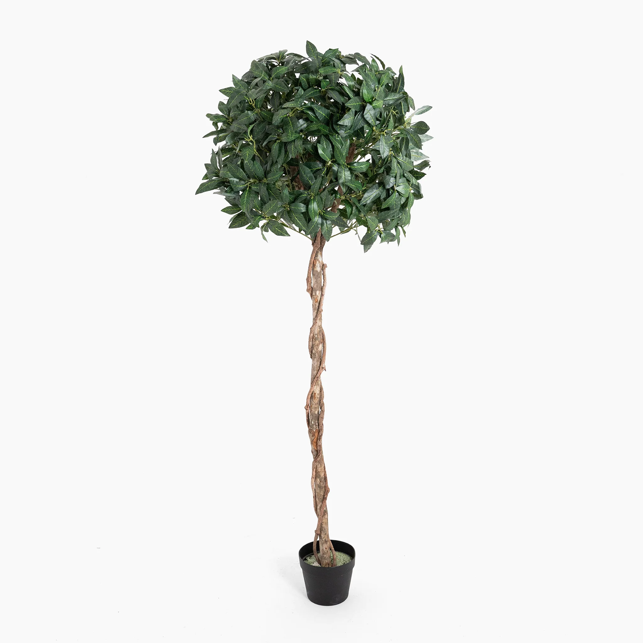 Bay laurel tree - Image 6