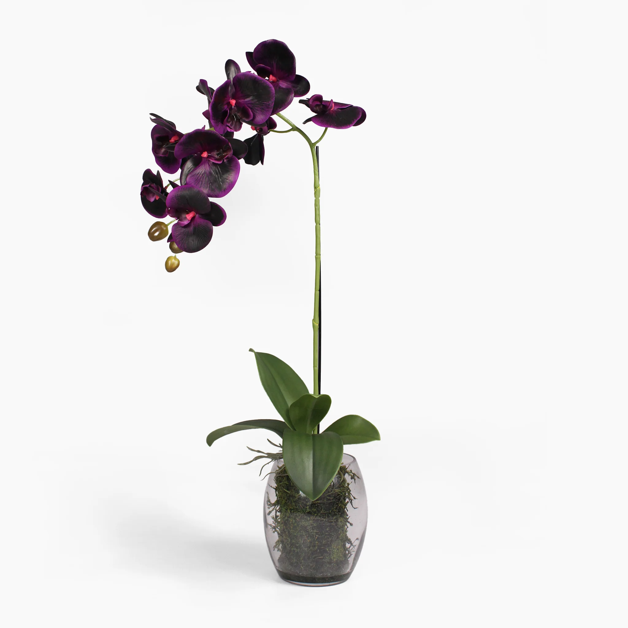 Black orchid - Image 4