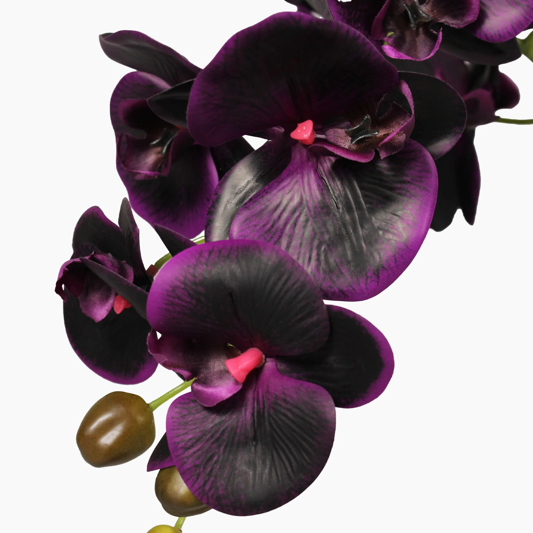 Black orchid - Image 5