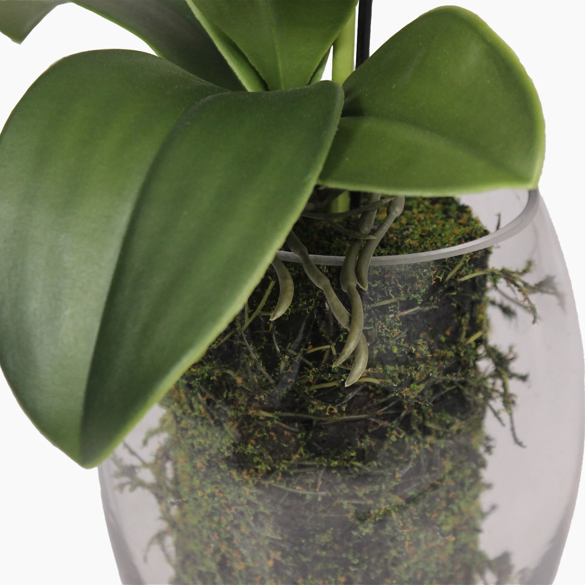 Black orchid - Image 6