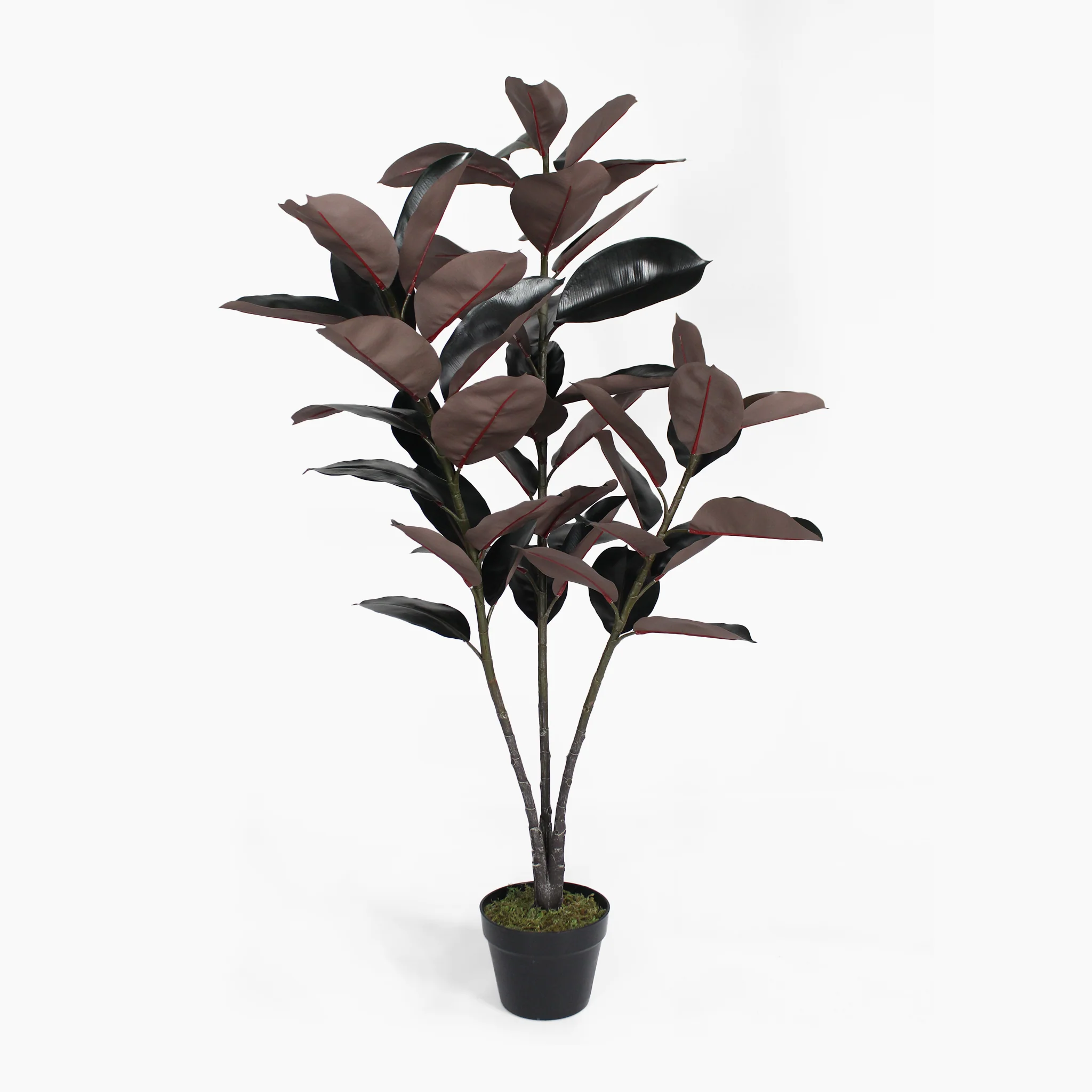 Black rubber plant - Image 3