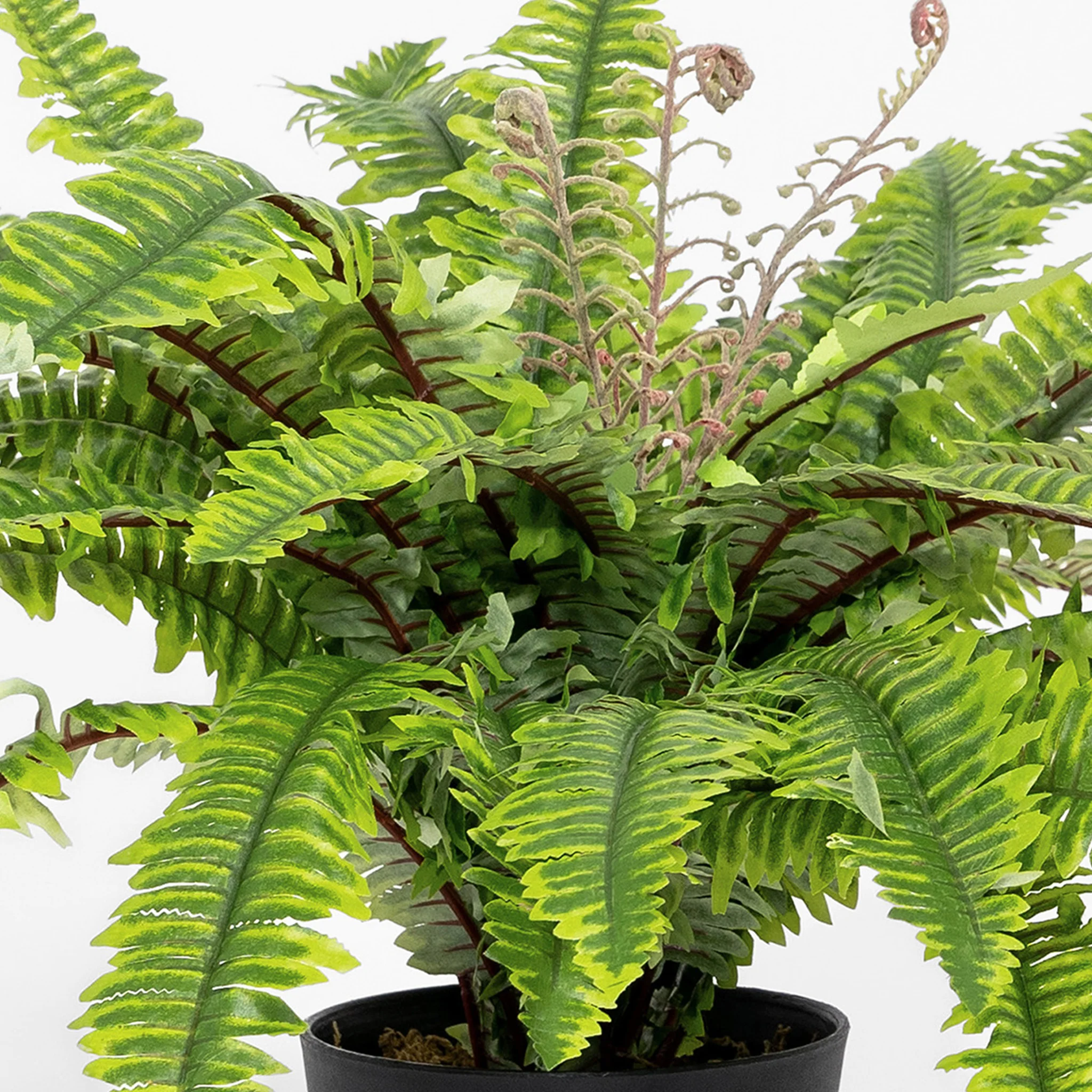 Boston fern - Image 3