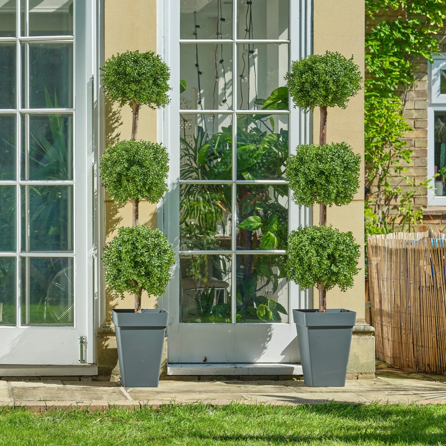 Boxwood triple ball tree - Image 4