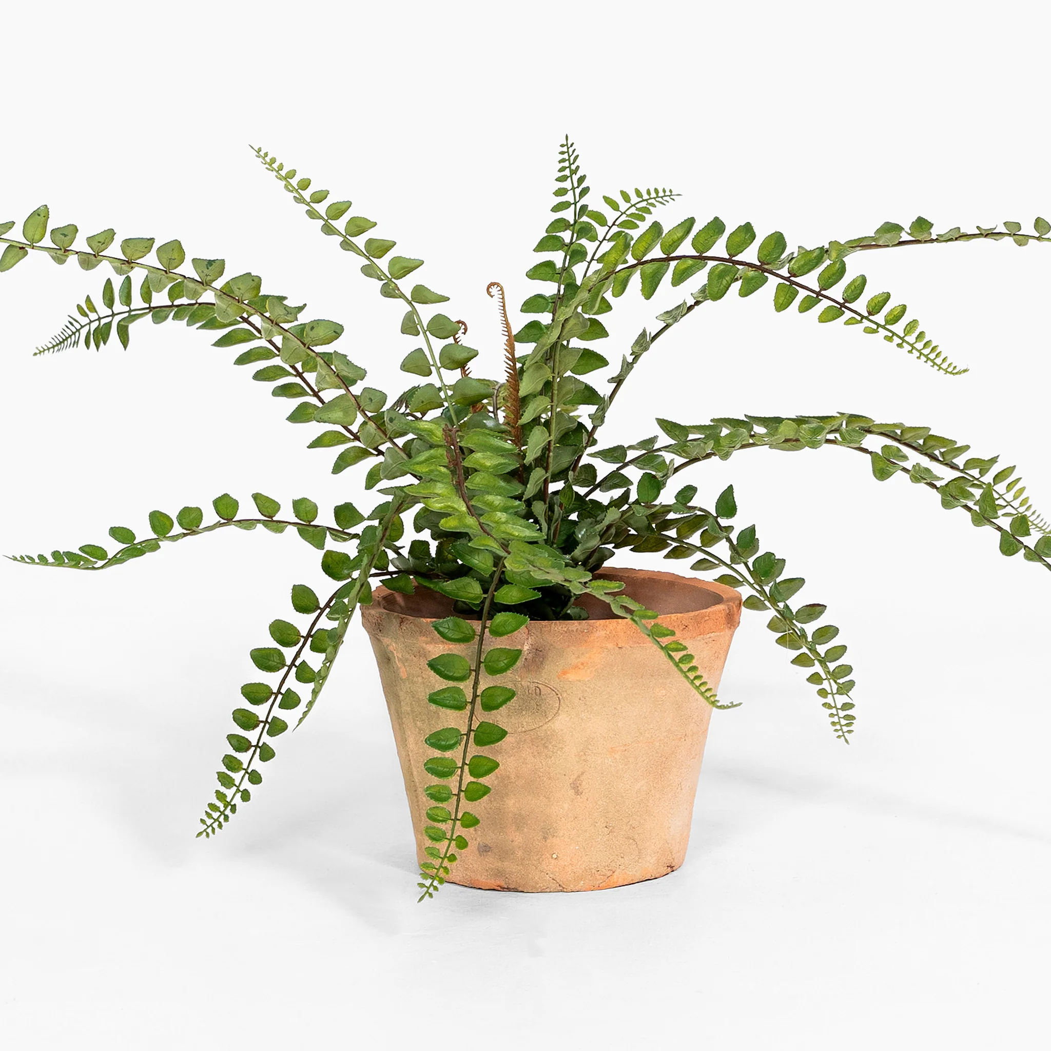 Button fern - Image 4