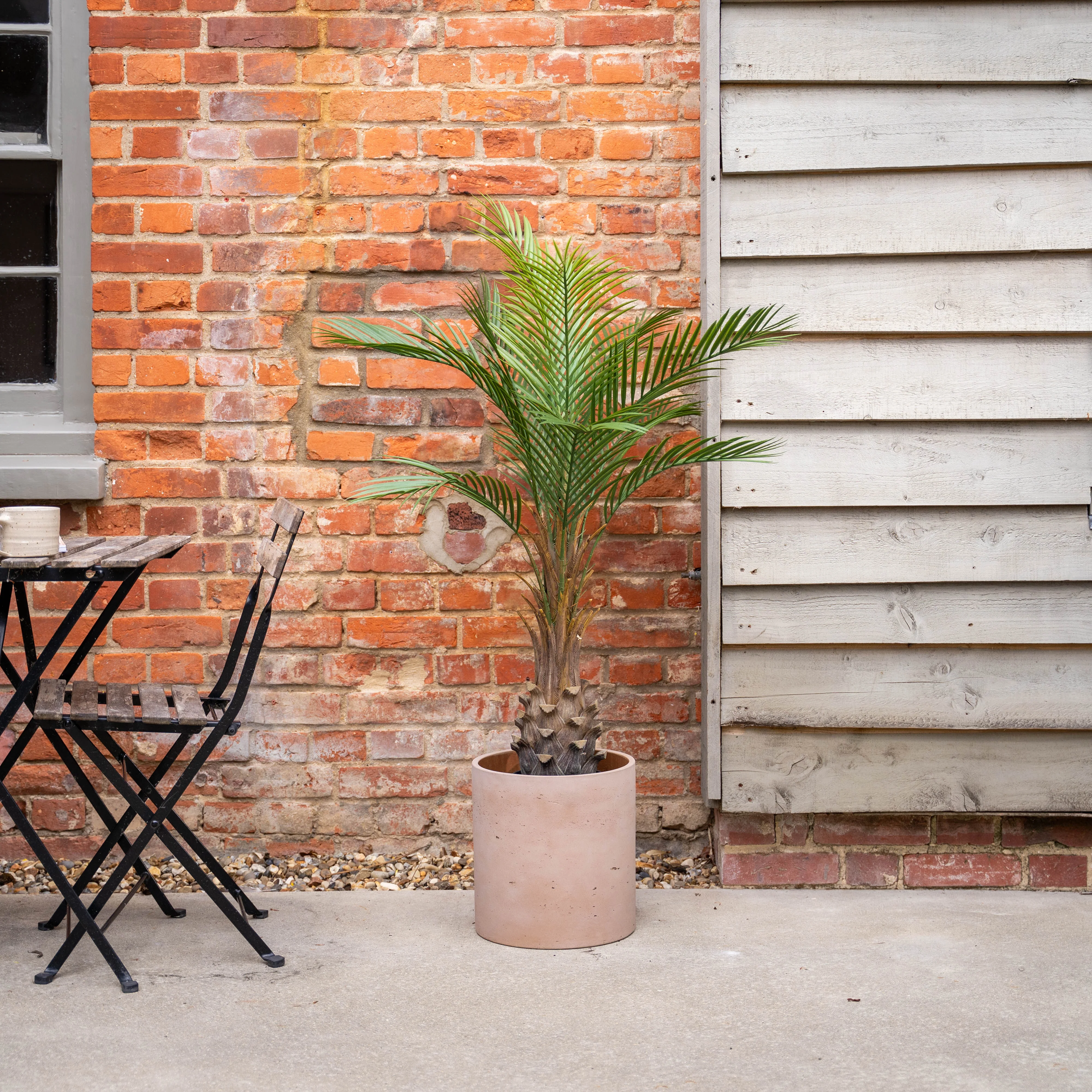 Canary palm