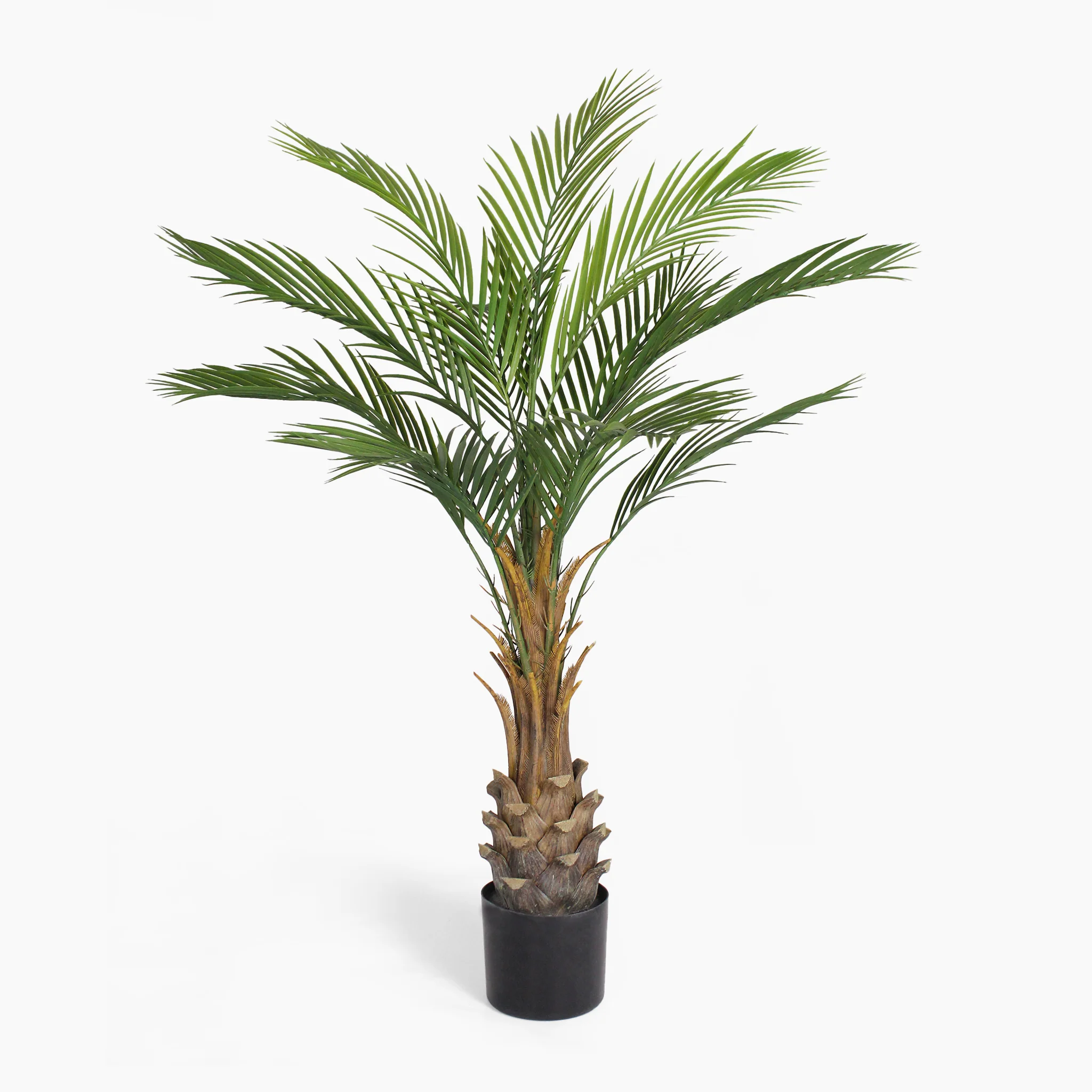 Canary palm - Image 2
