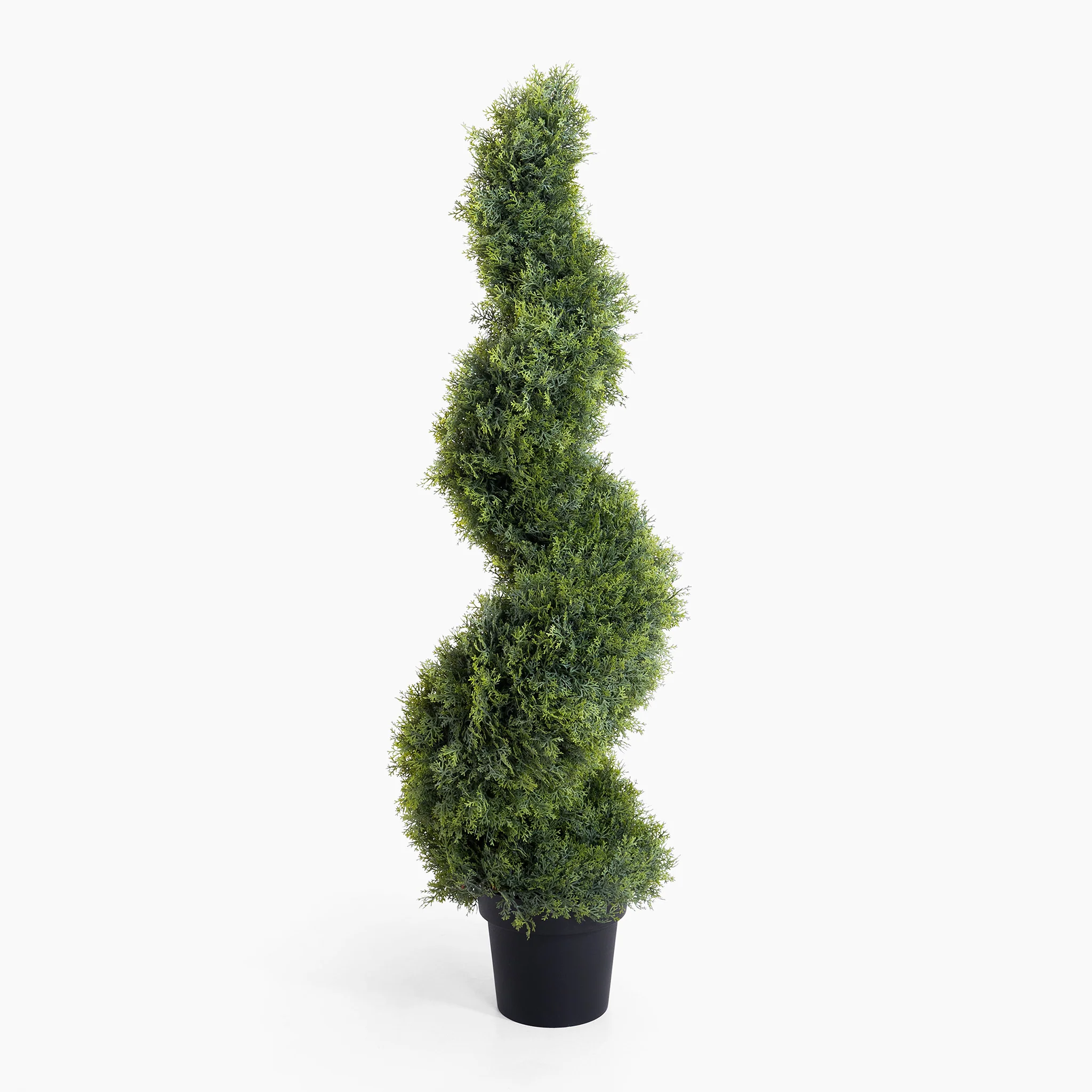 Cedar spiral - Image 4