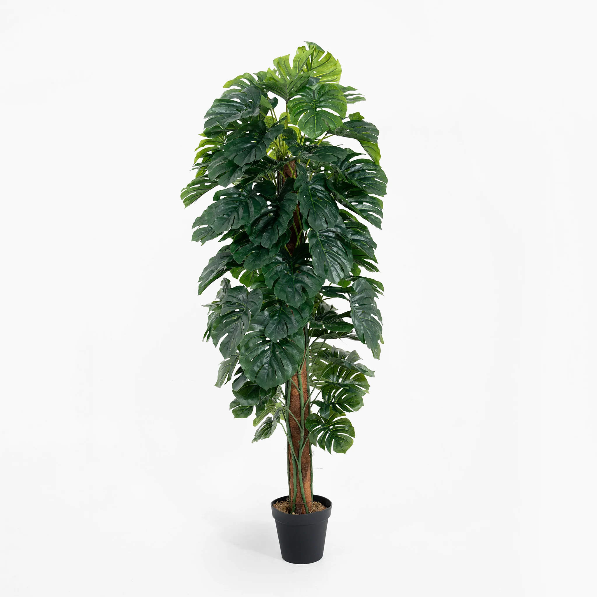 Cheese plant - Image 4