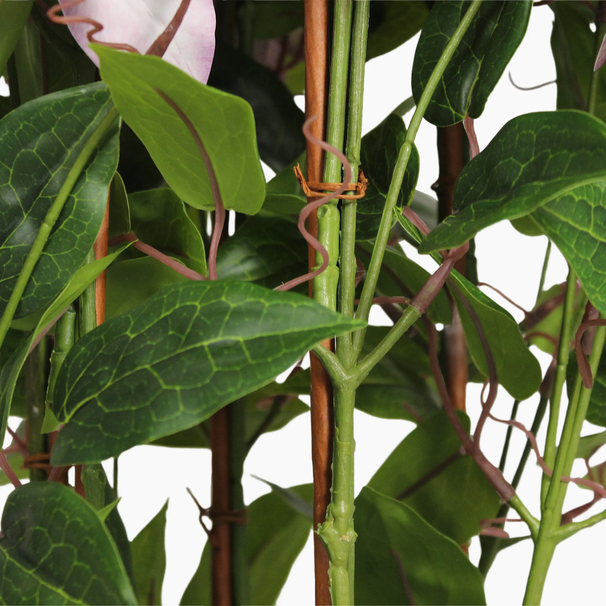 Clematis - Image 3