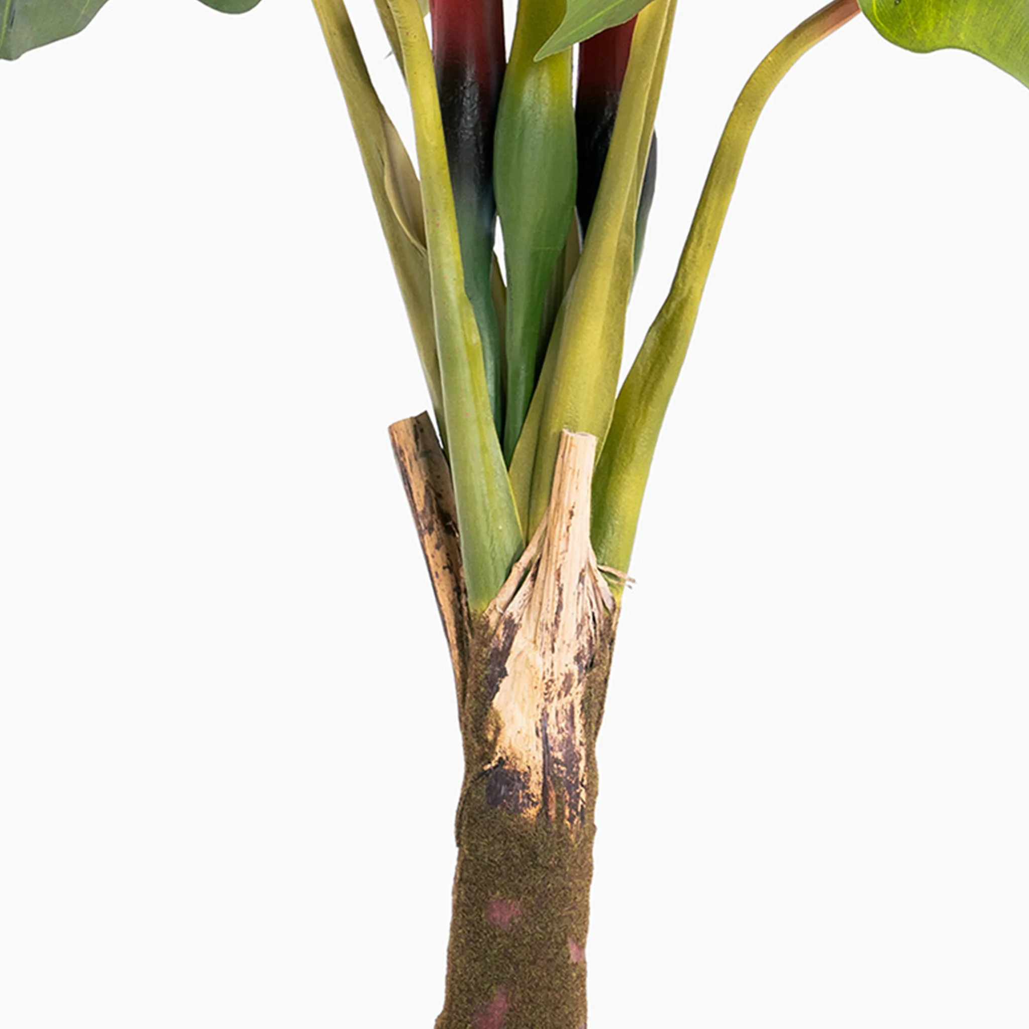 Colocasia - Image 3