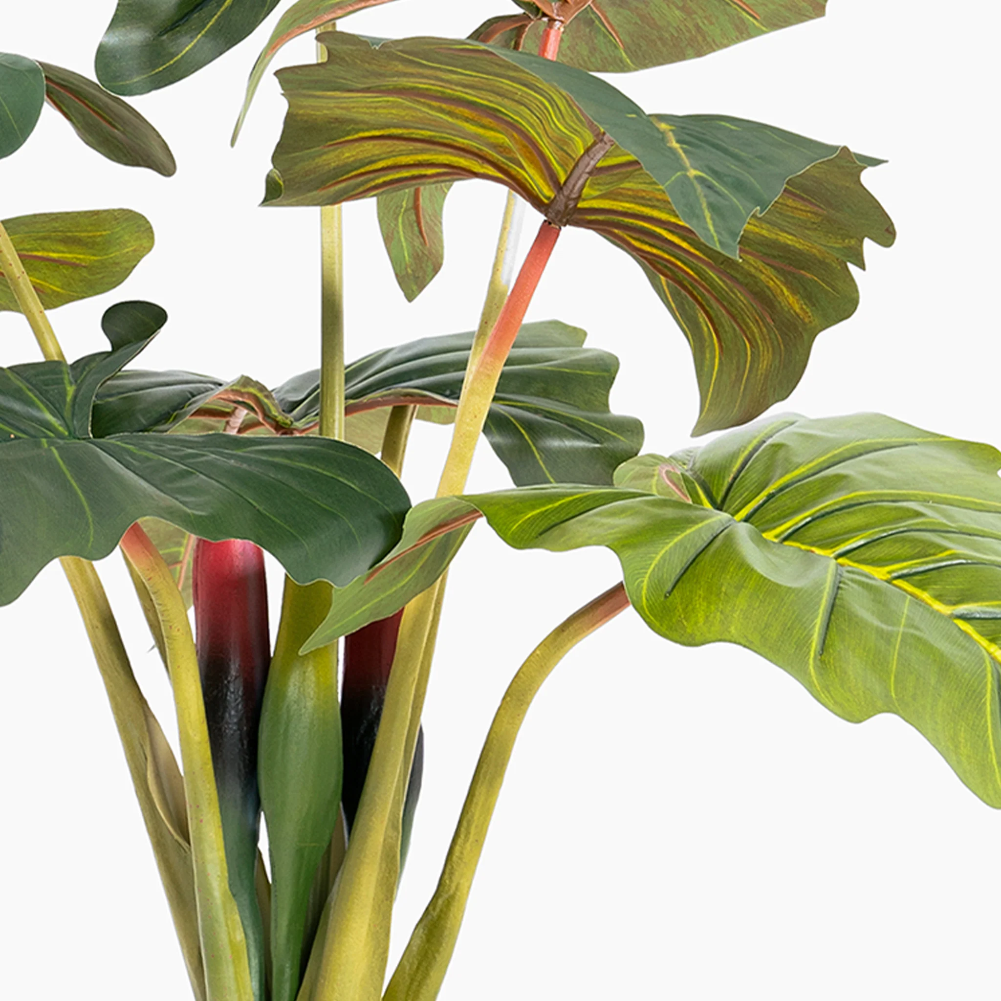 Colocasia - Image 4