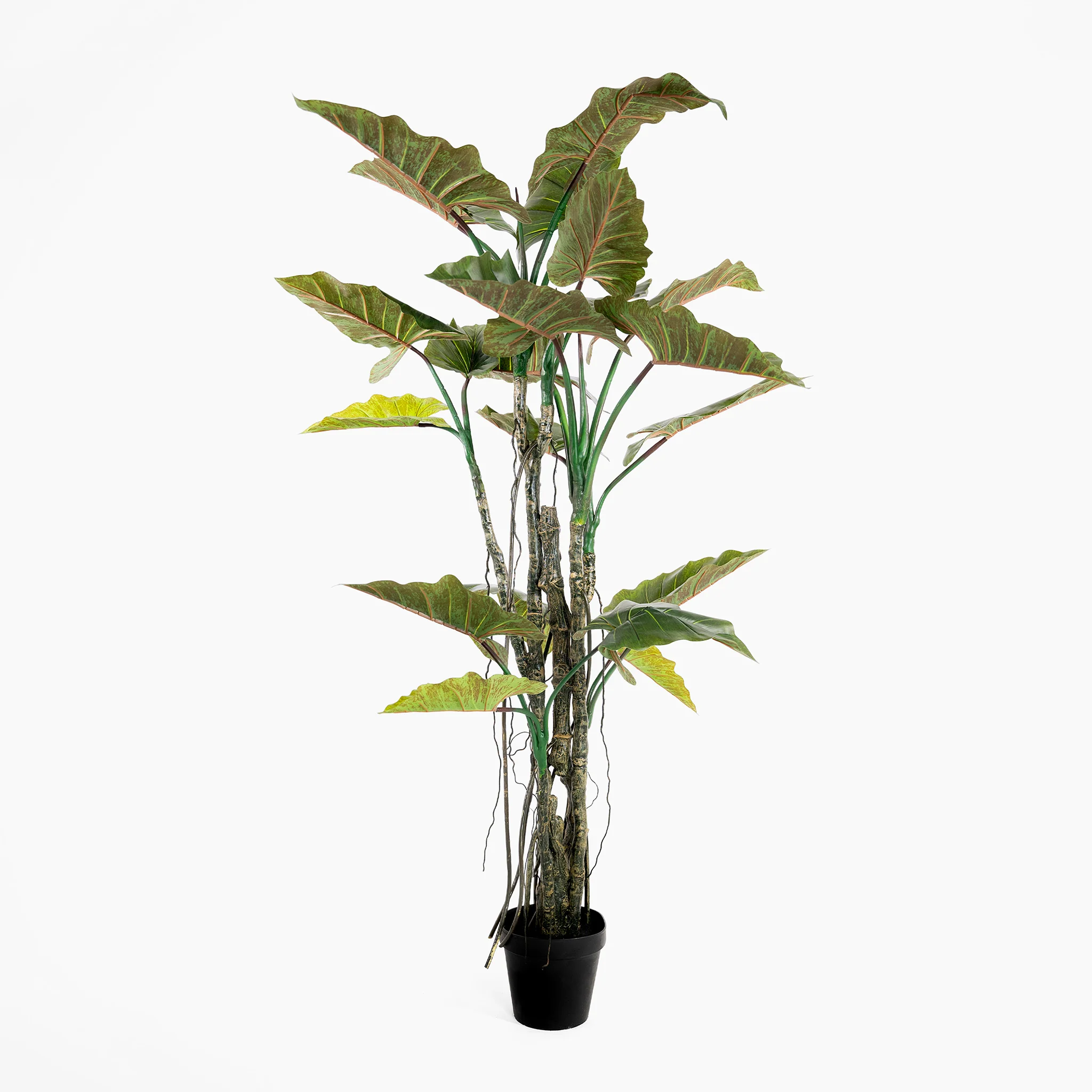 Colocasia - Image 5