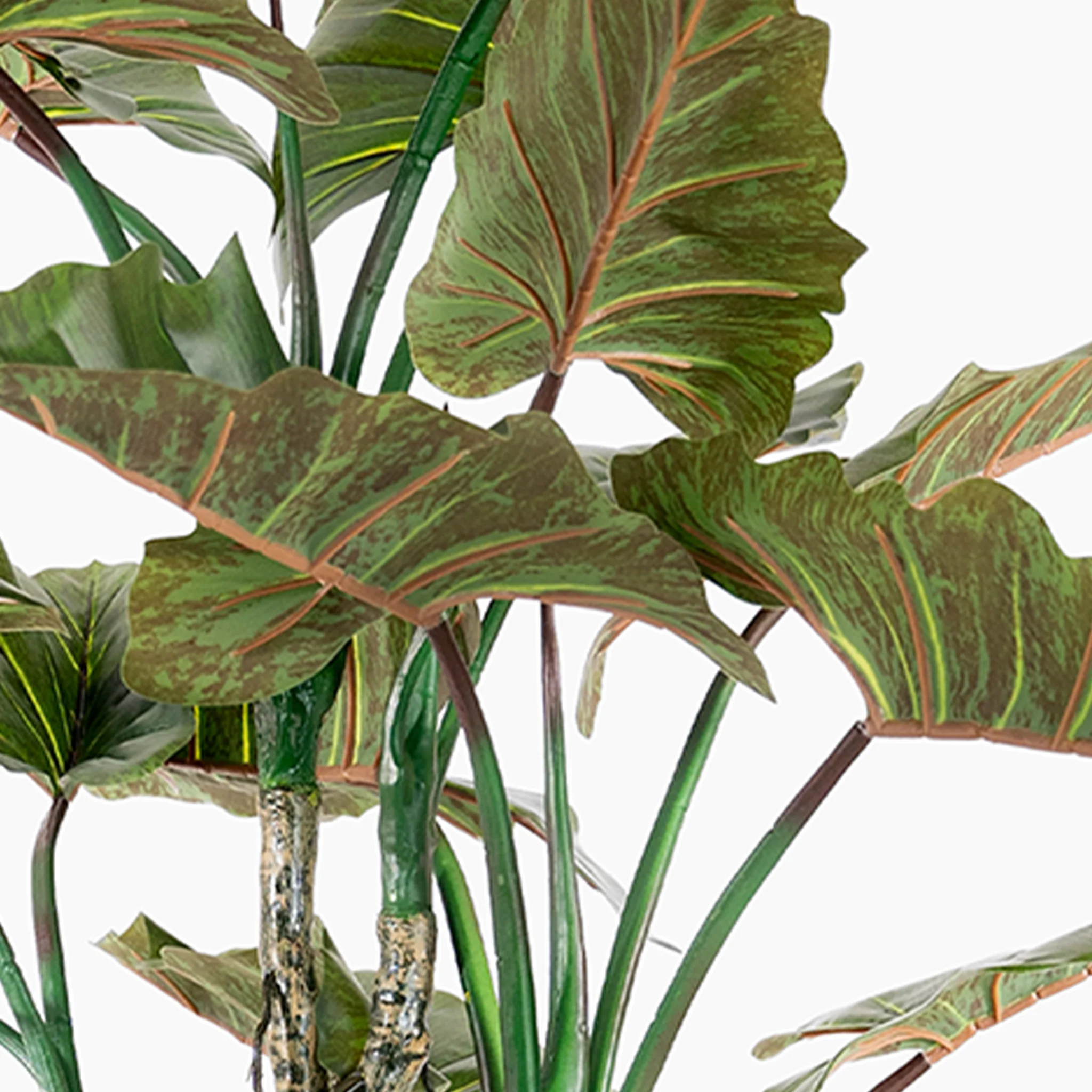 Colocasia - Image 6