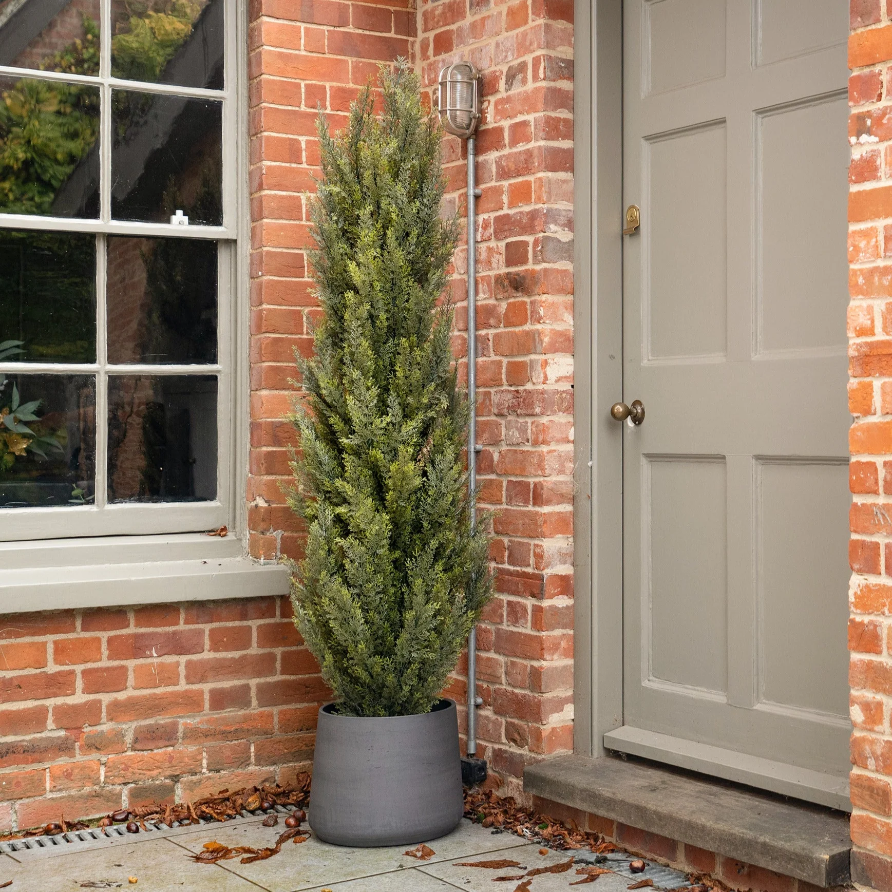 Conifer tree - Image 3