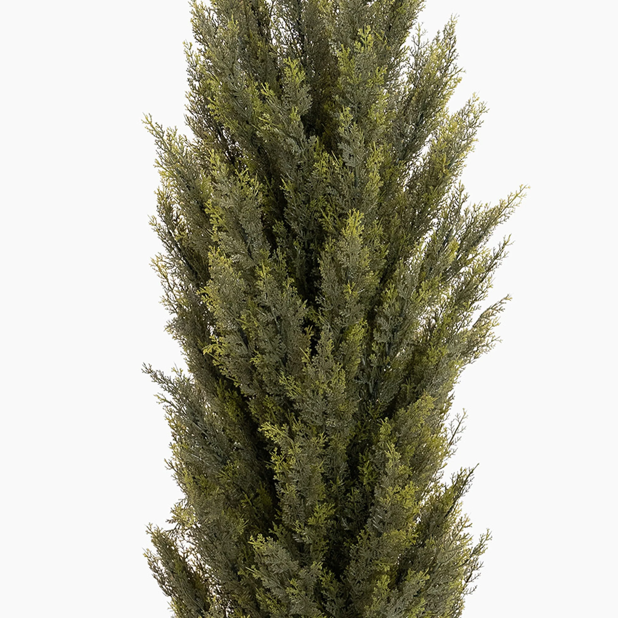 Conifer tree - Image 5