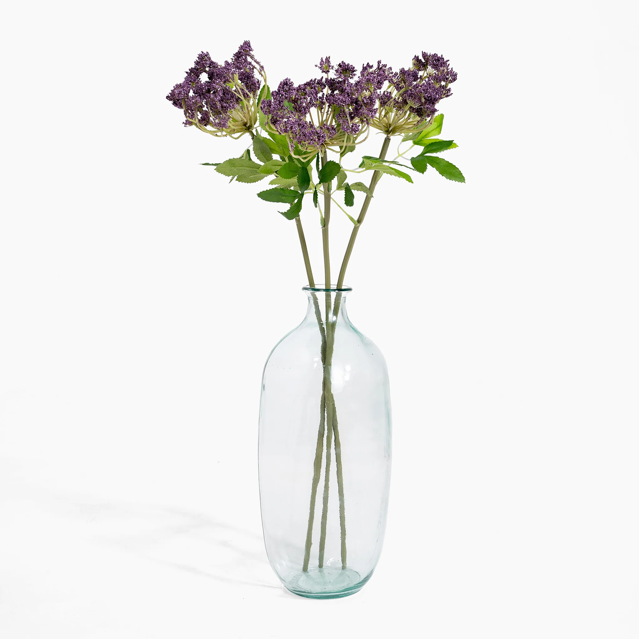 Cow parsley - Image 4