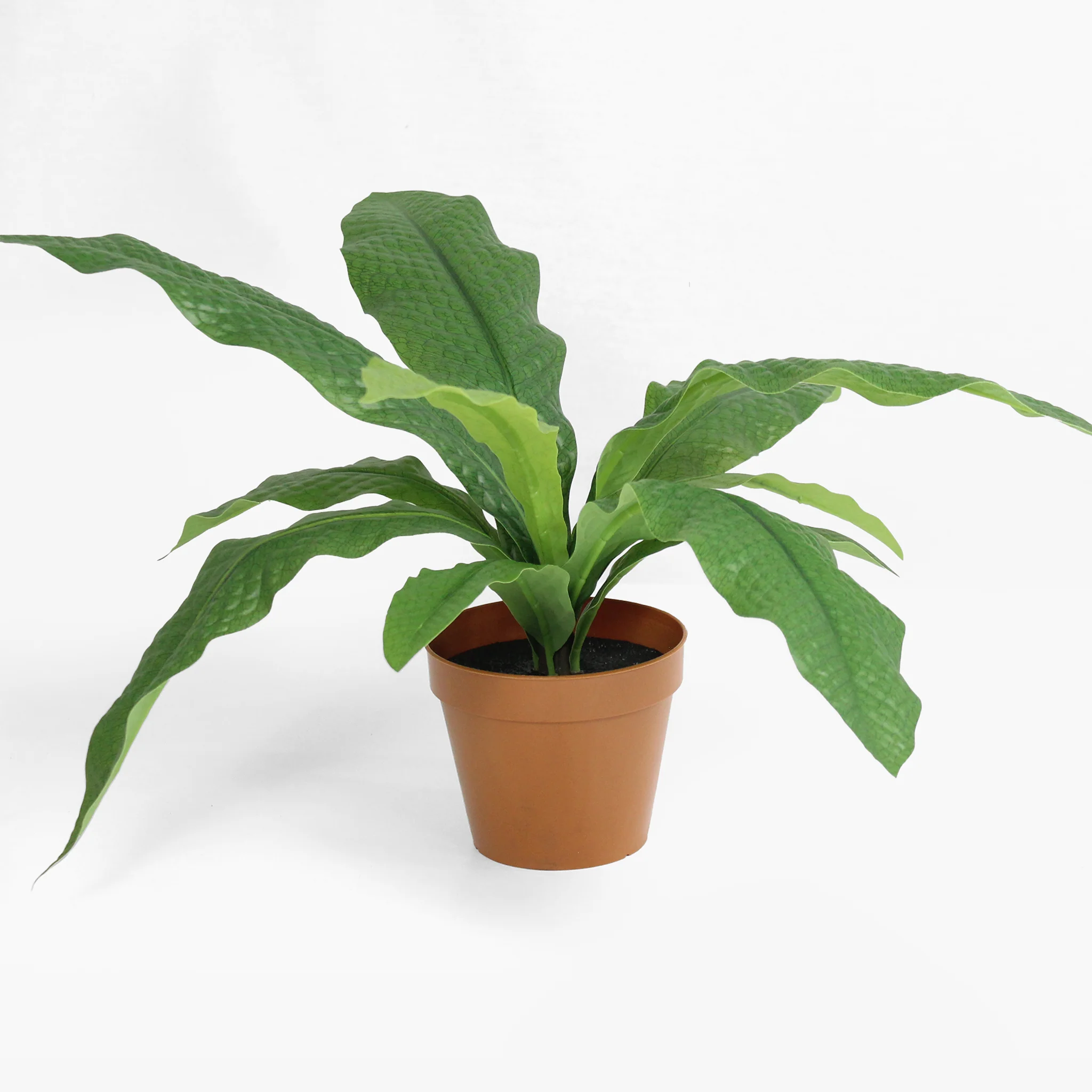 Crocodile fern - Image 4