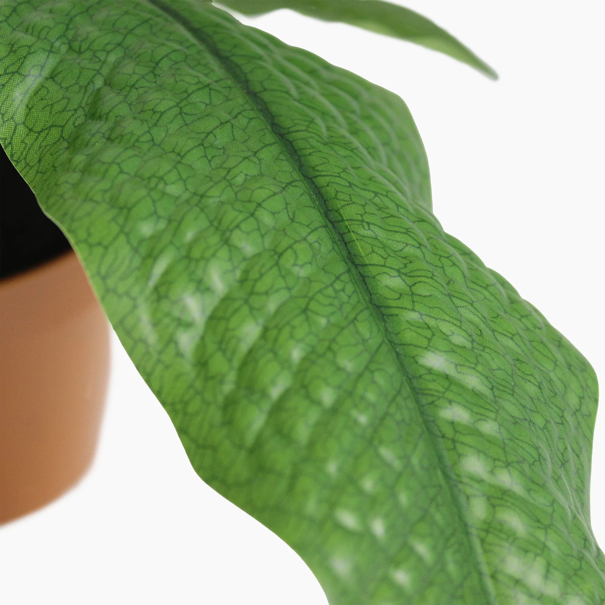 Crocodile fern - Image 5