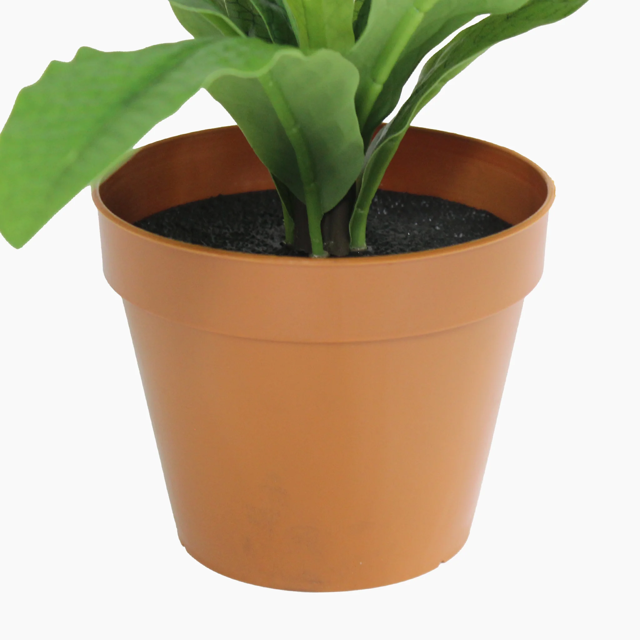 Crocodile fern - Image 6