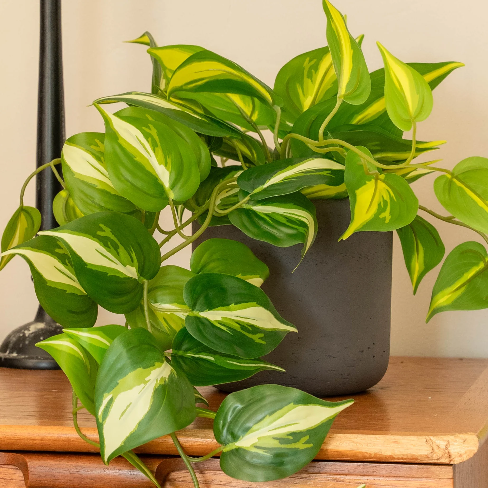 Devil's ivy pothos - Image 3