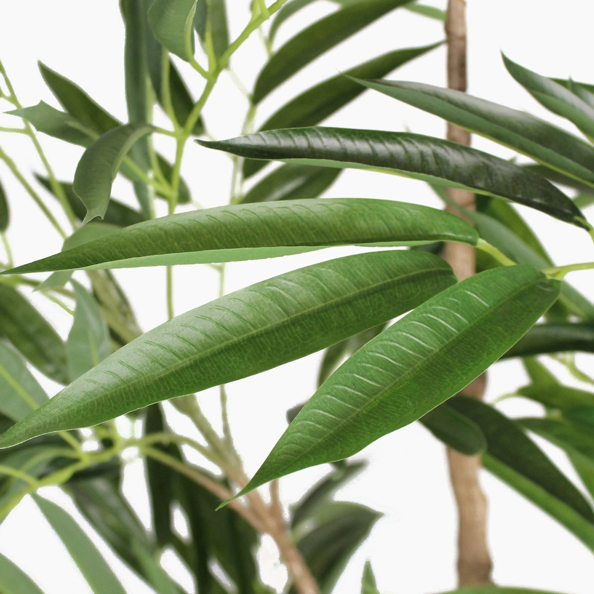 Ficus alii - Image 5