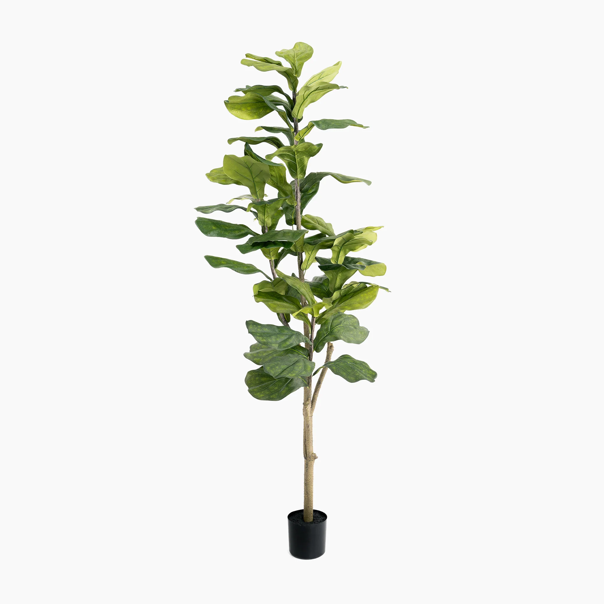 Ficus lyrata tree - Image 4