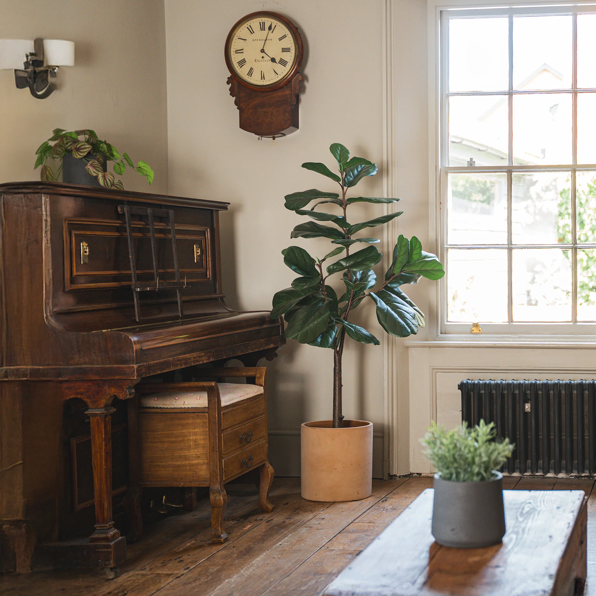 Fiddle leaf fig tree - Image 4