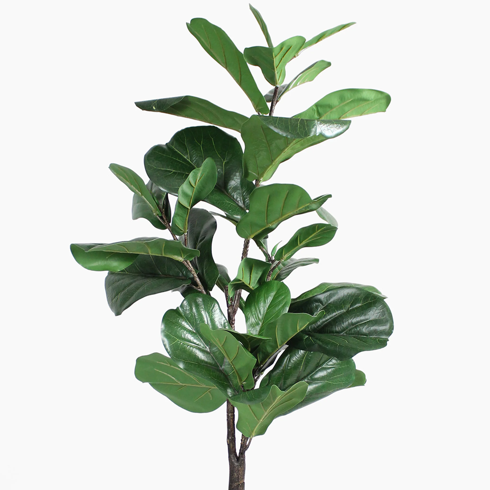 Fiddle leaf fig tree - Image 8