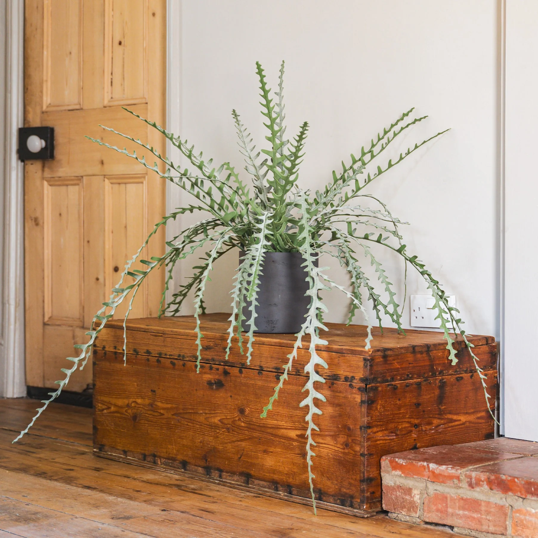 Fishbone cactus - Image 2