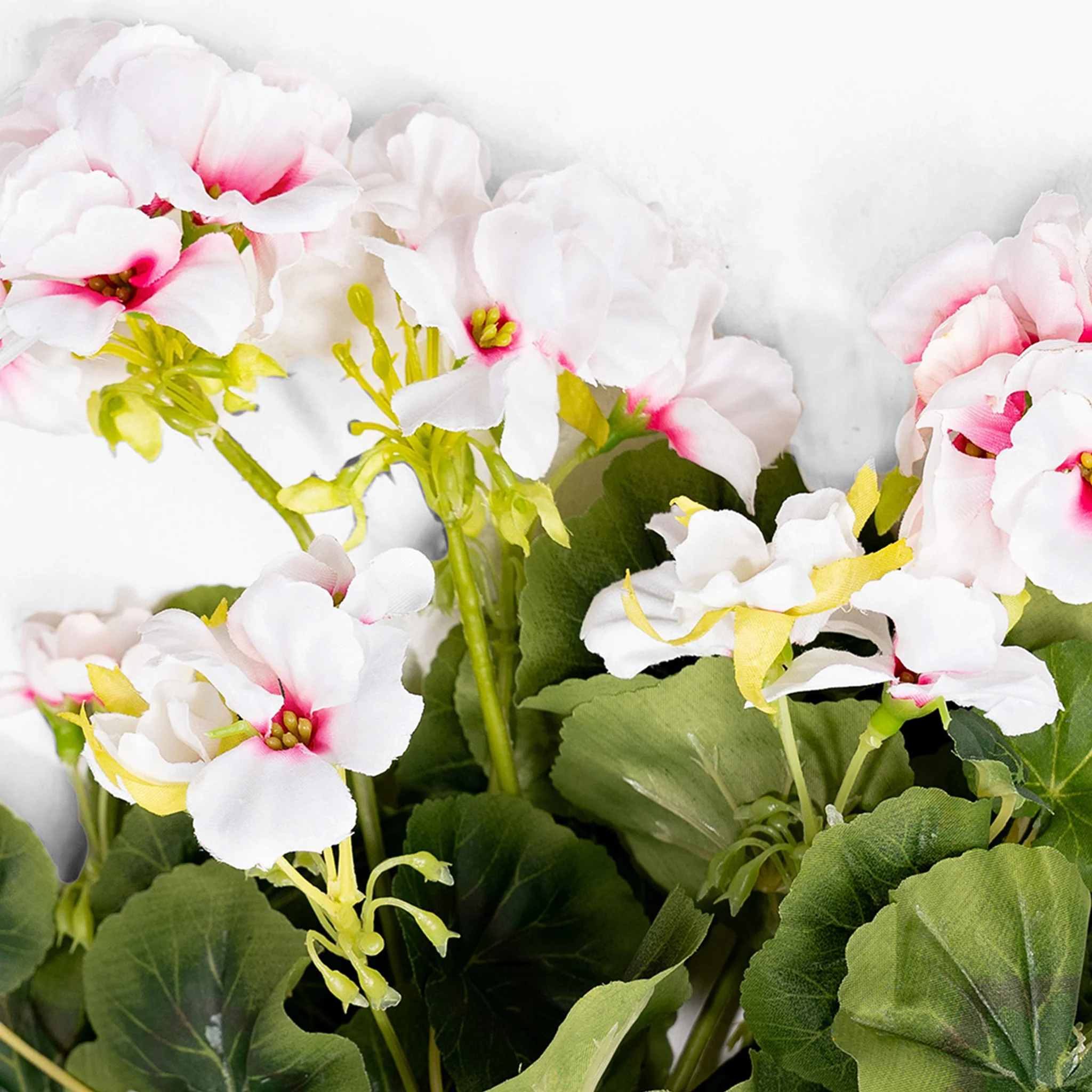 Geranium bush - Image 4