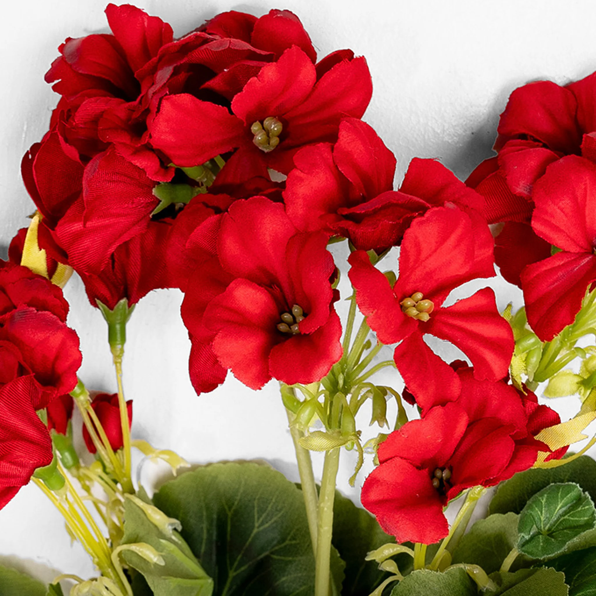 Geranium bush - Image 8