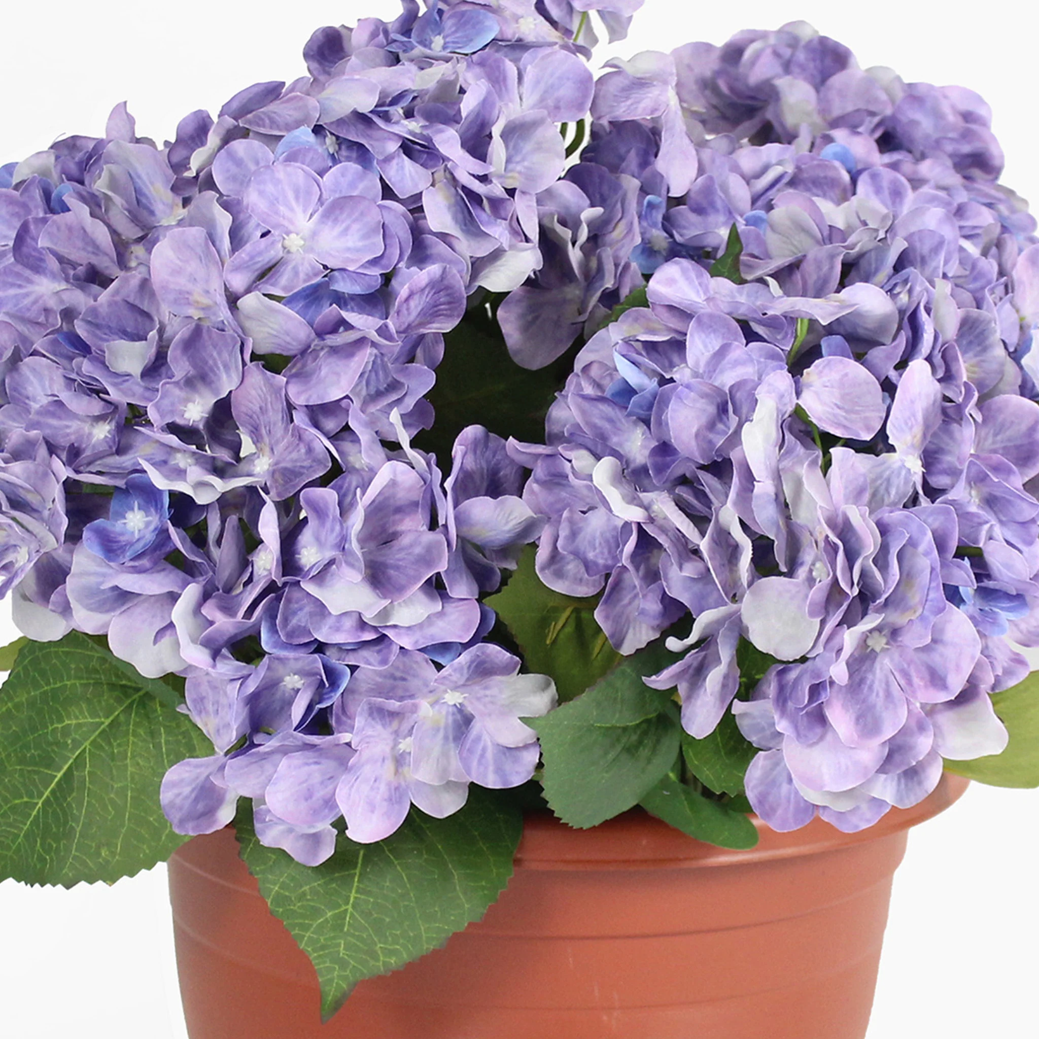 Hydrangea patio planter - Image 4