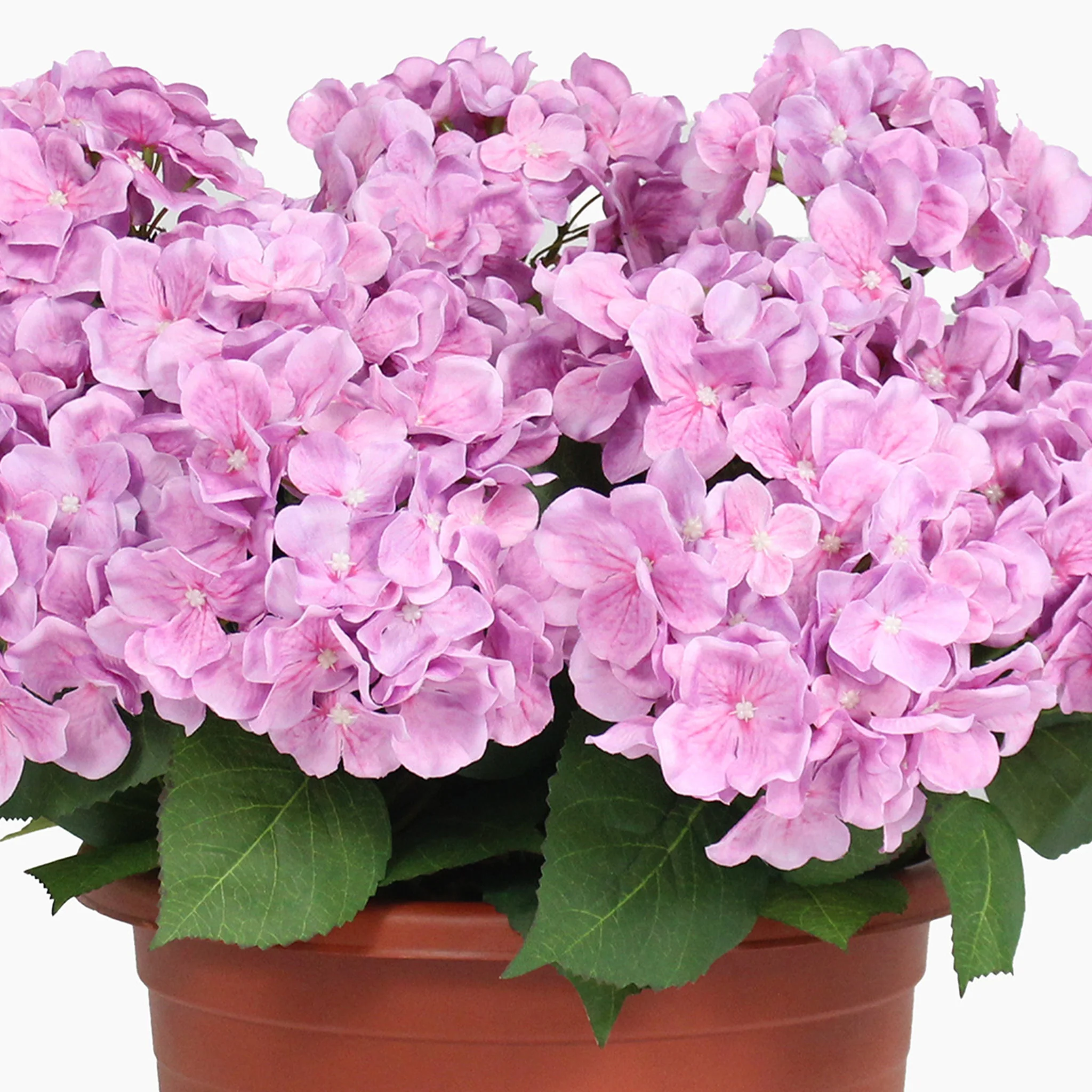 Hydrangea patio planter - Image 7