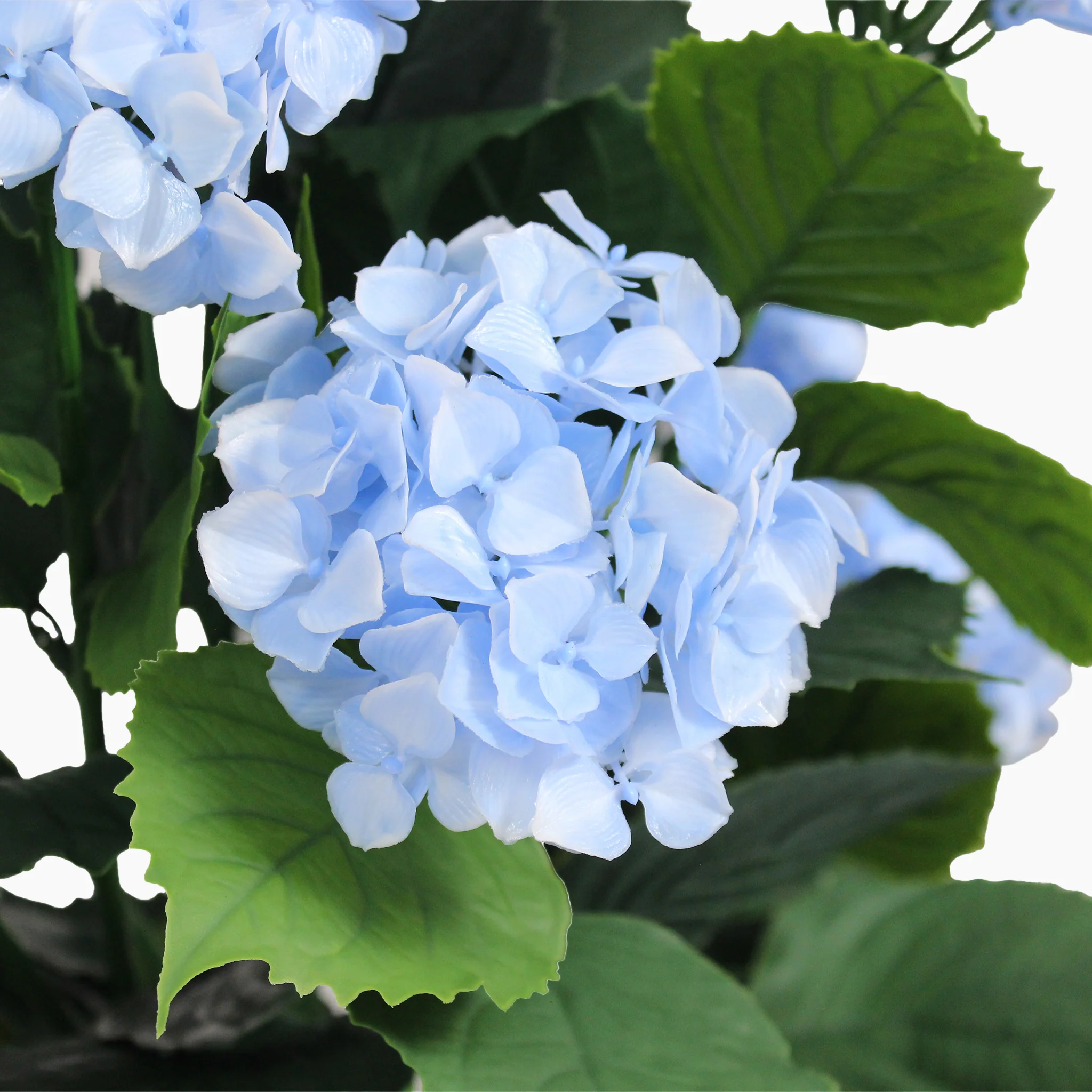 Hydrangea shrub - Image 3