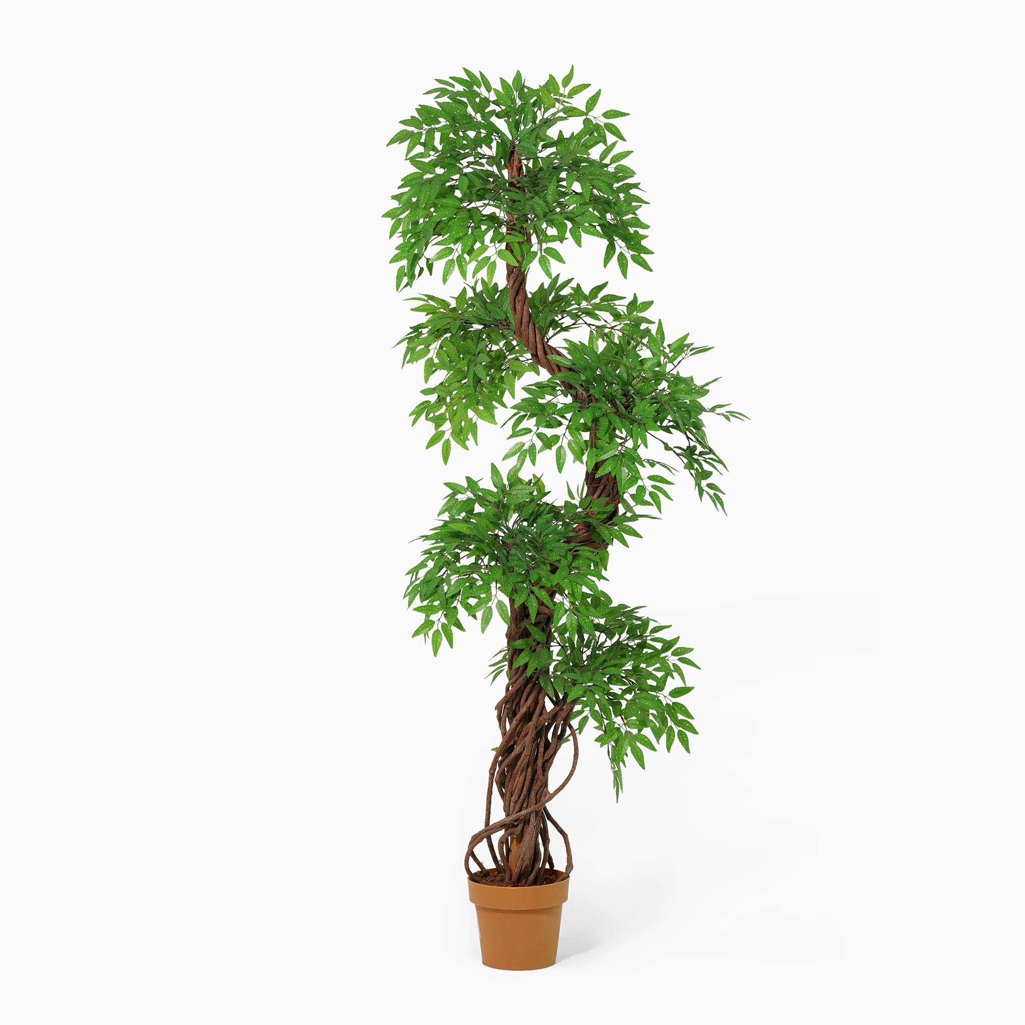 Japanese fruticosa - Image 5