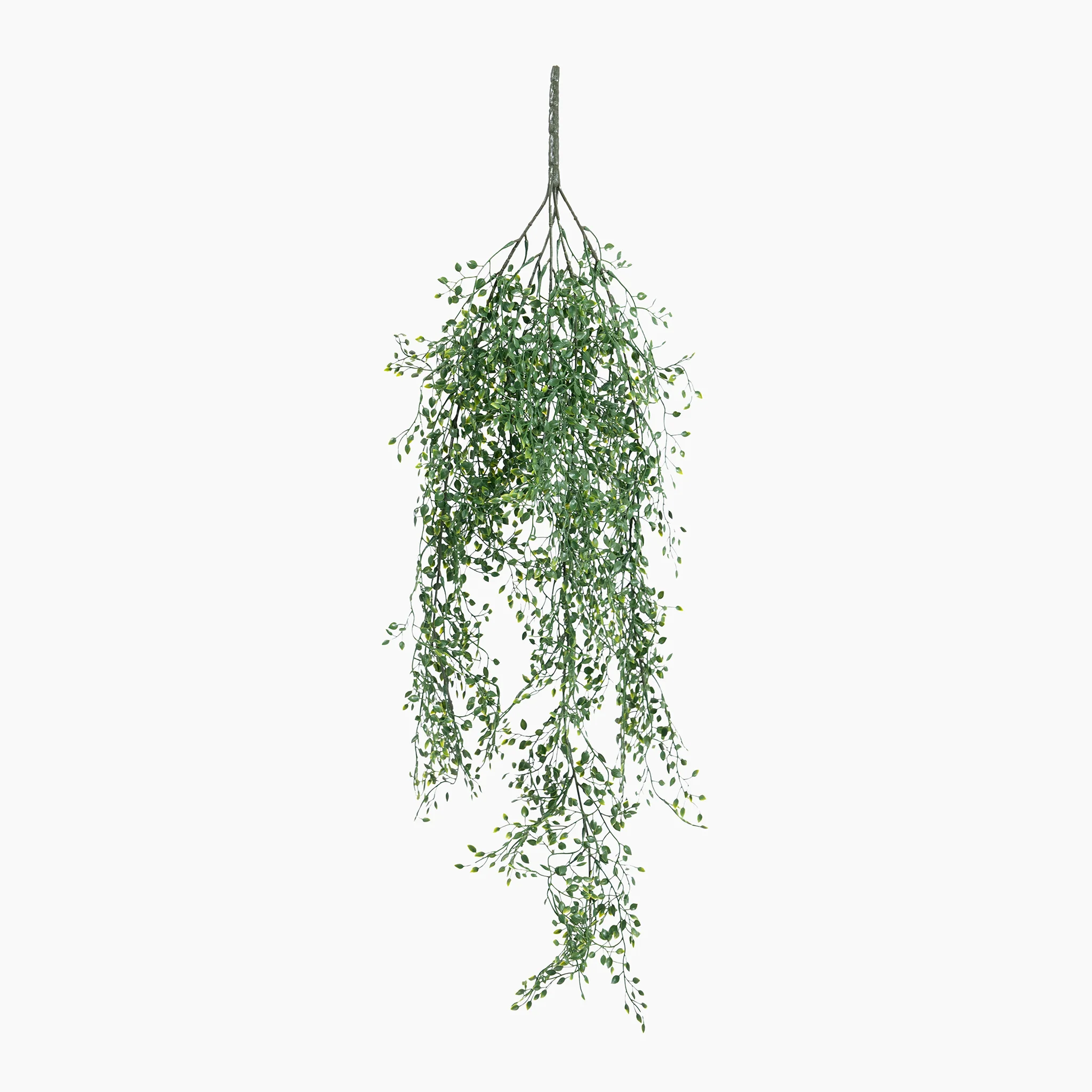 Jasmine hanging bush - Image 3