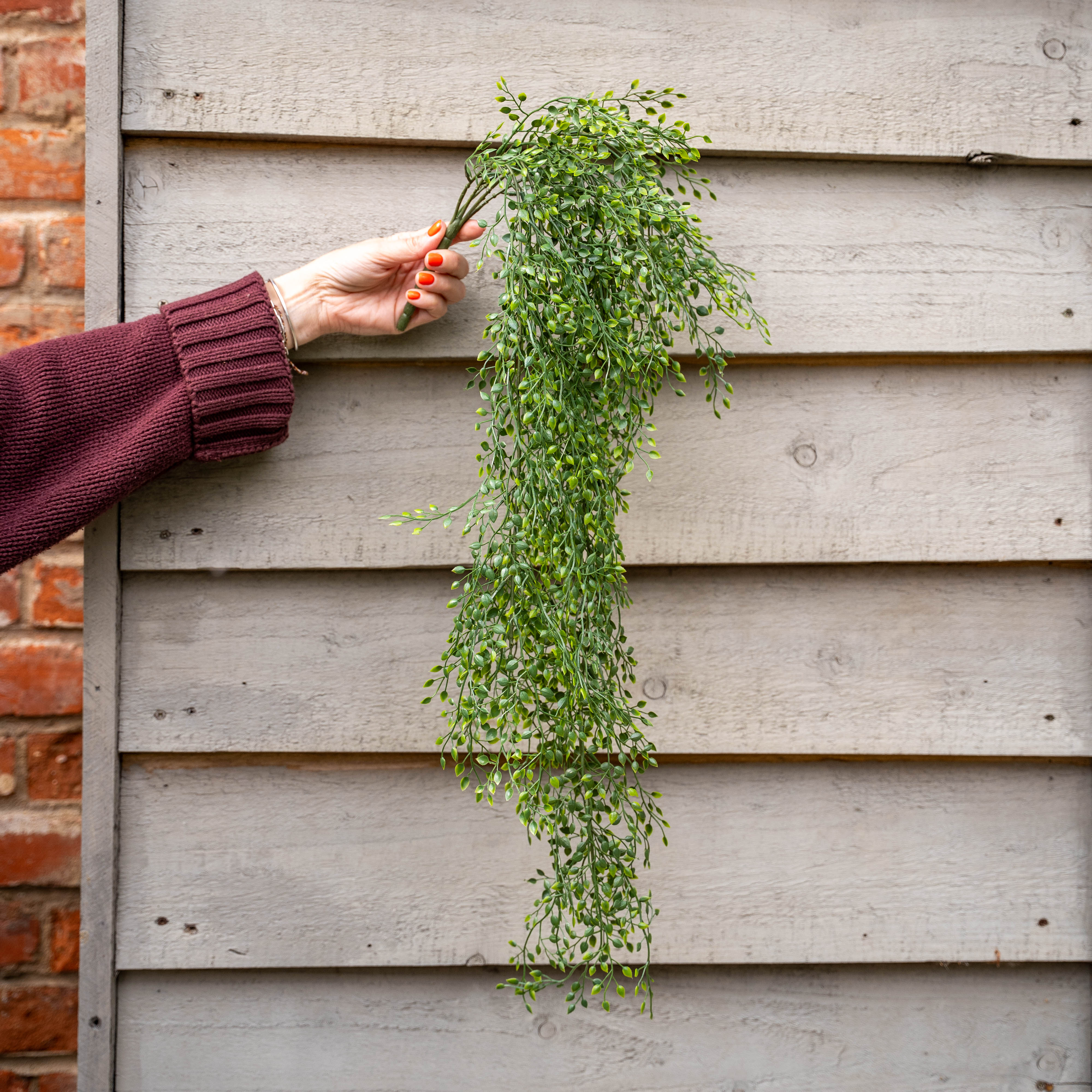 Jasmine hanging bush - Image 4