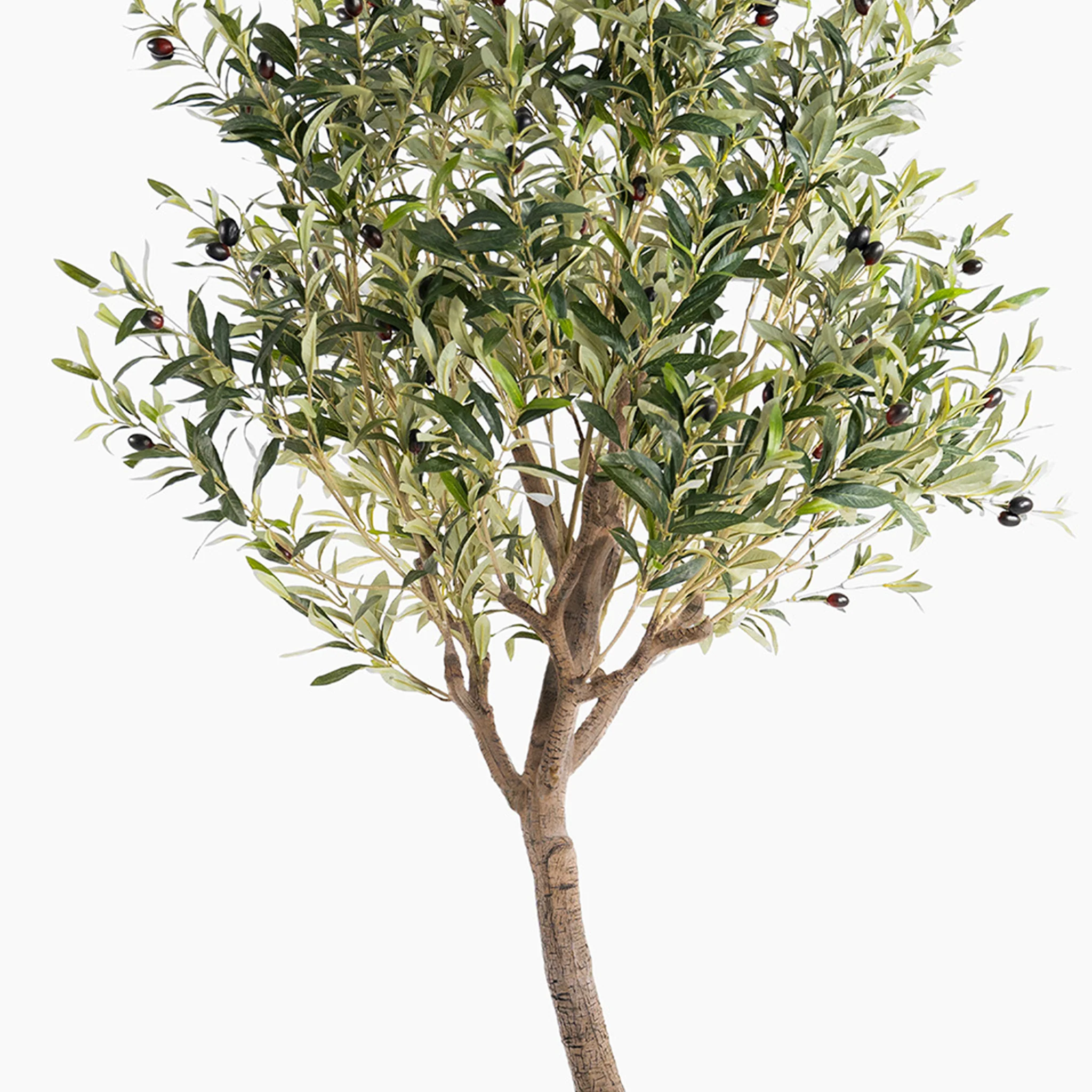 Ligurian olive tree - Image 5