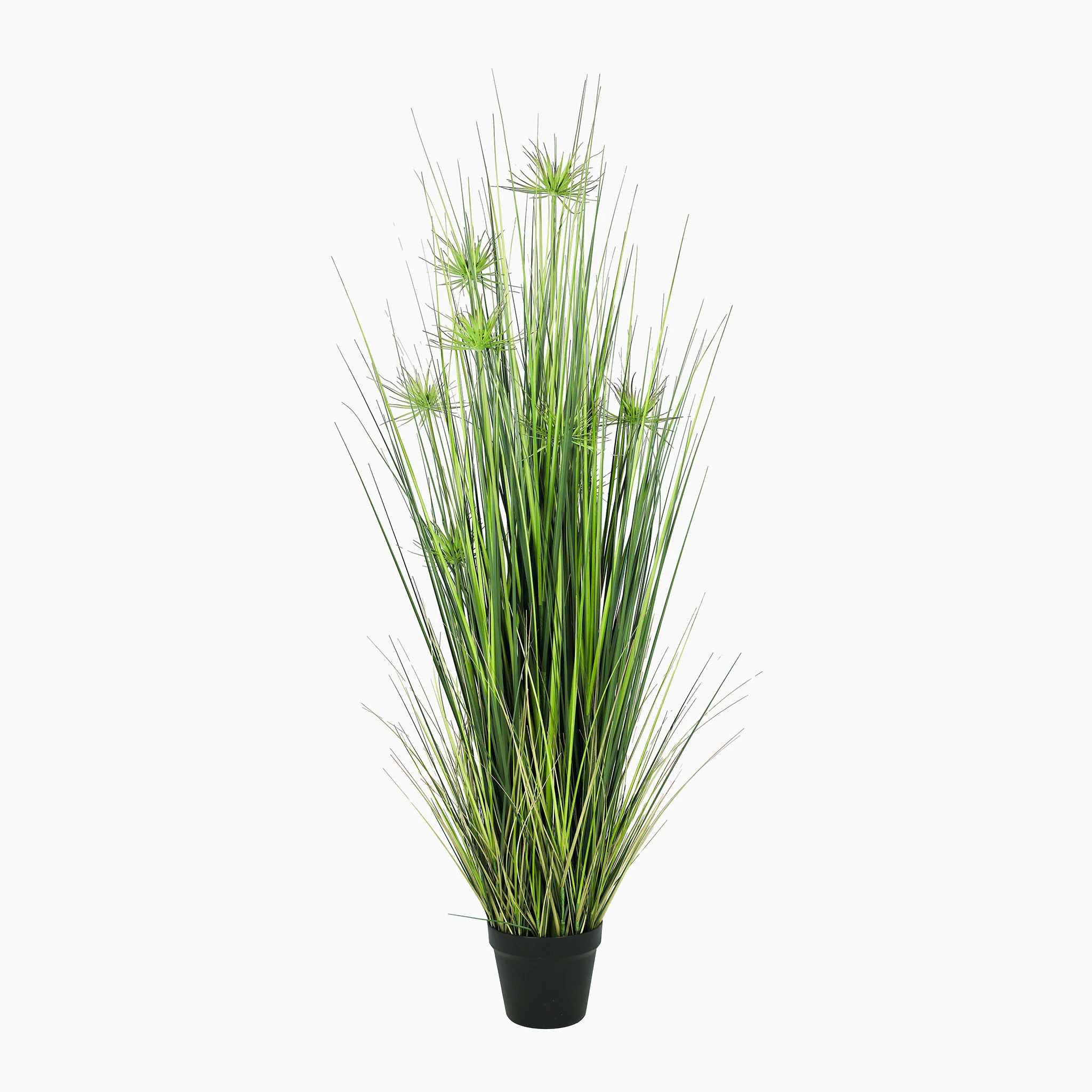 Mace grass plant - Image 3