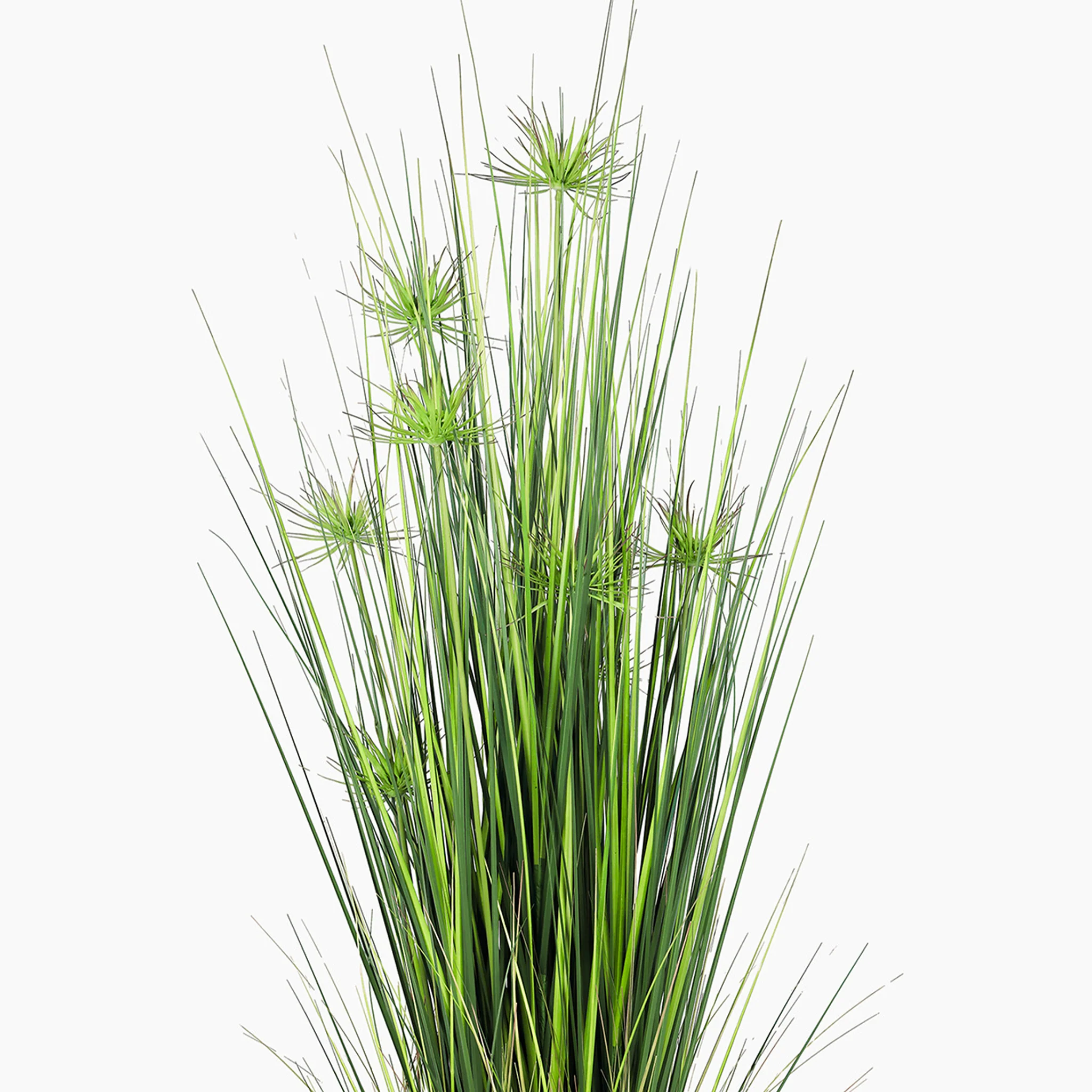 Mace grass plant - Image 4