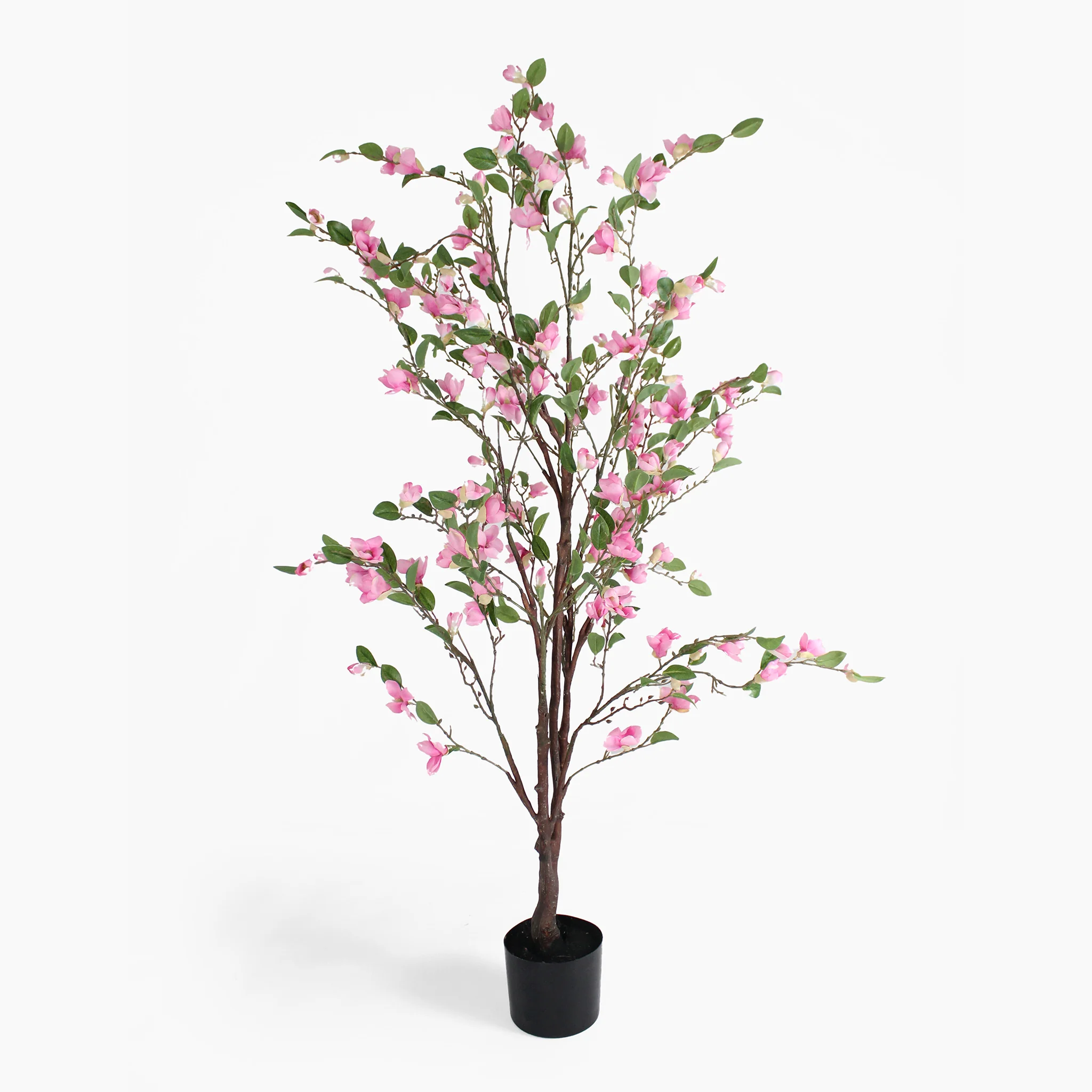Magnolia tree - Image 3