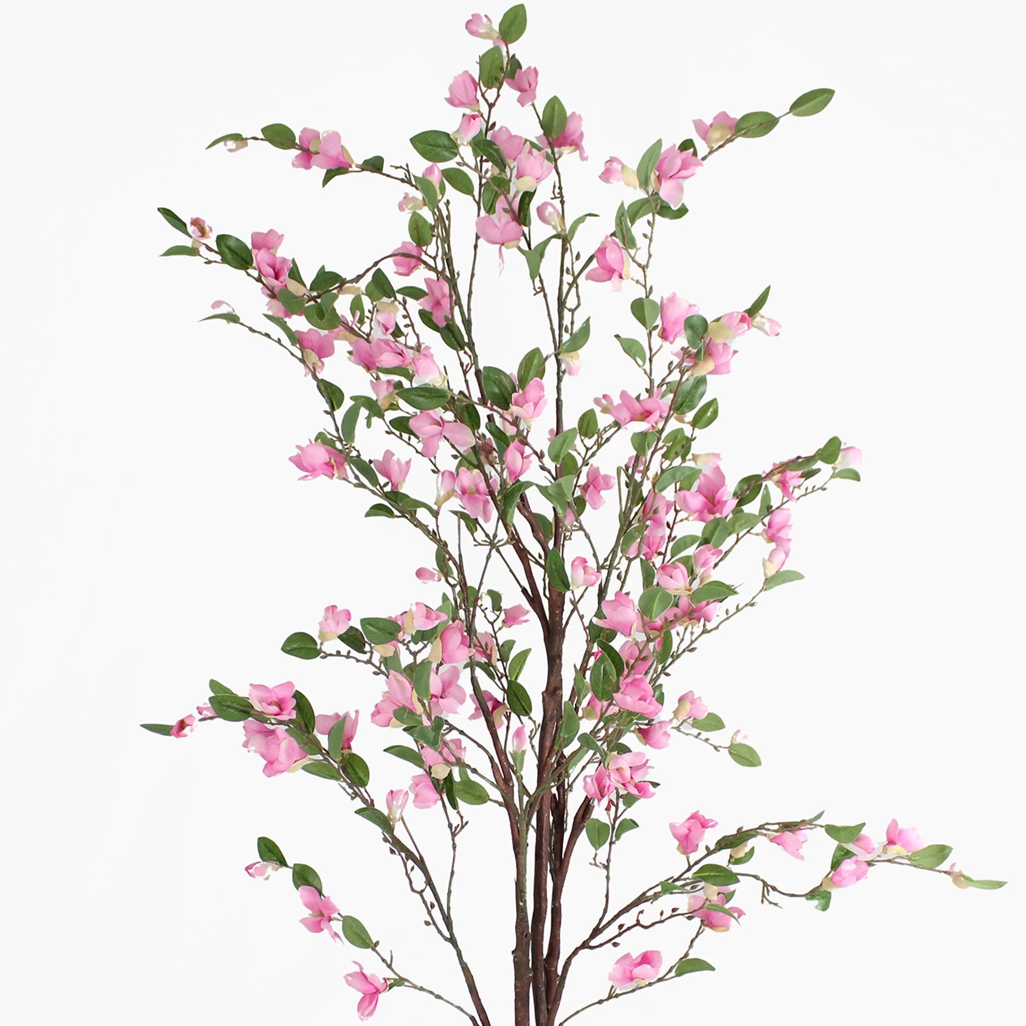 Magnolia tree - Image 4