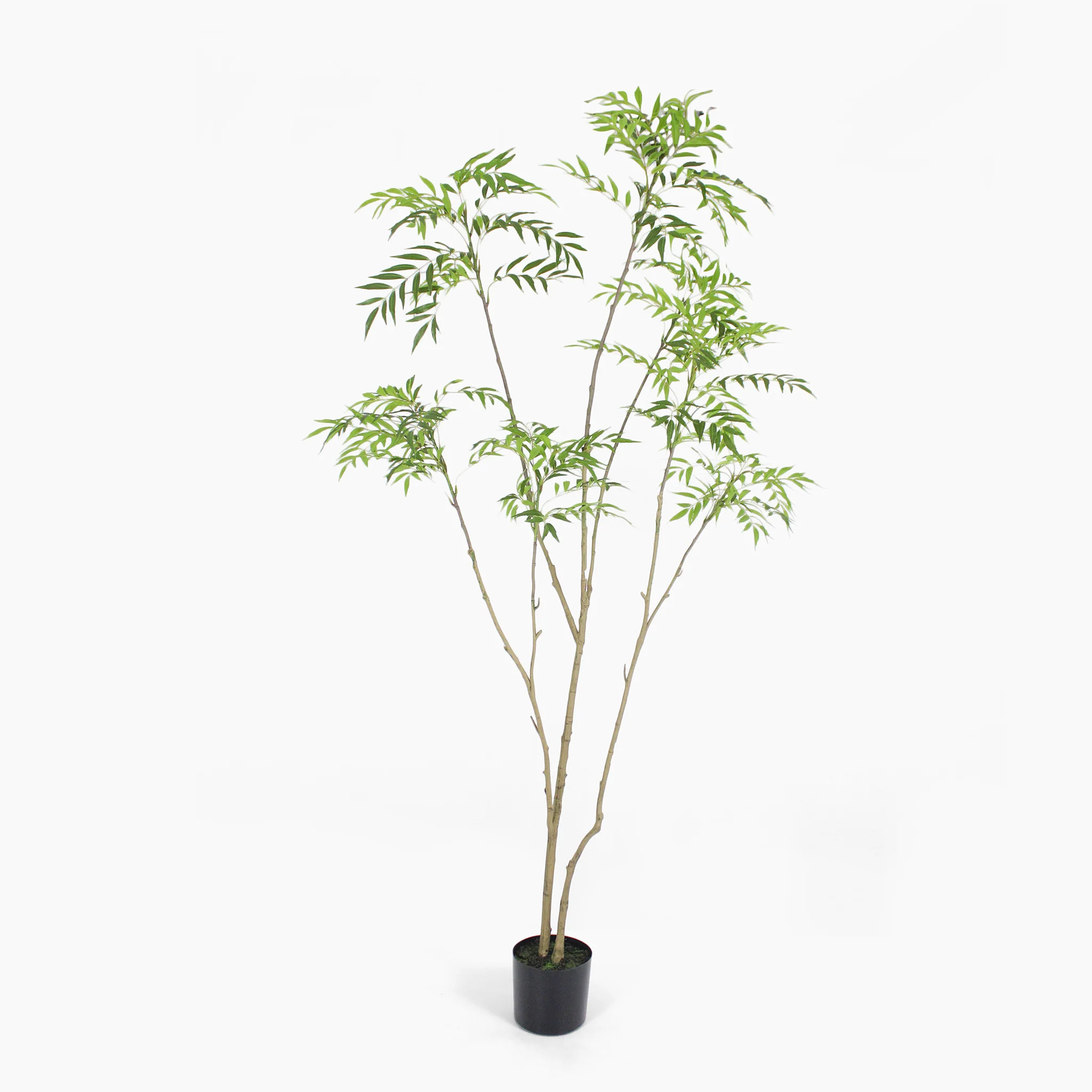 Mahonia fortunei tree - Image 3