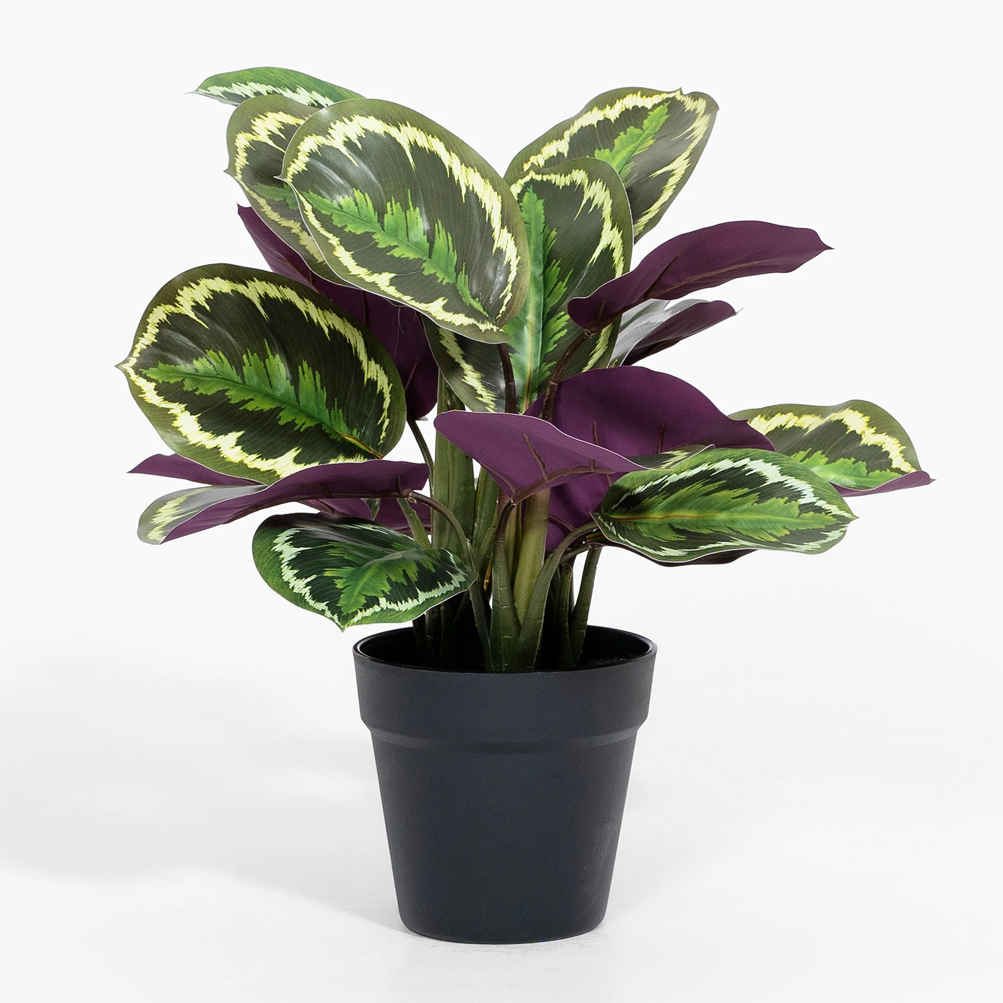 Medallion calathea - Image 4